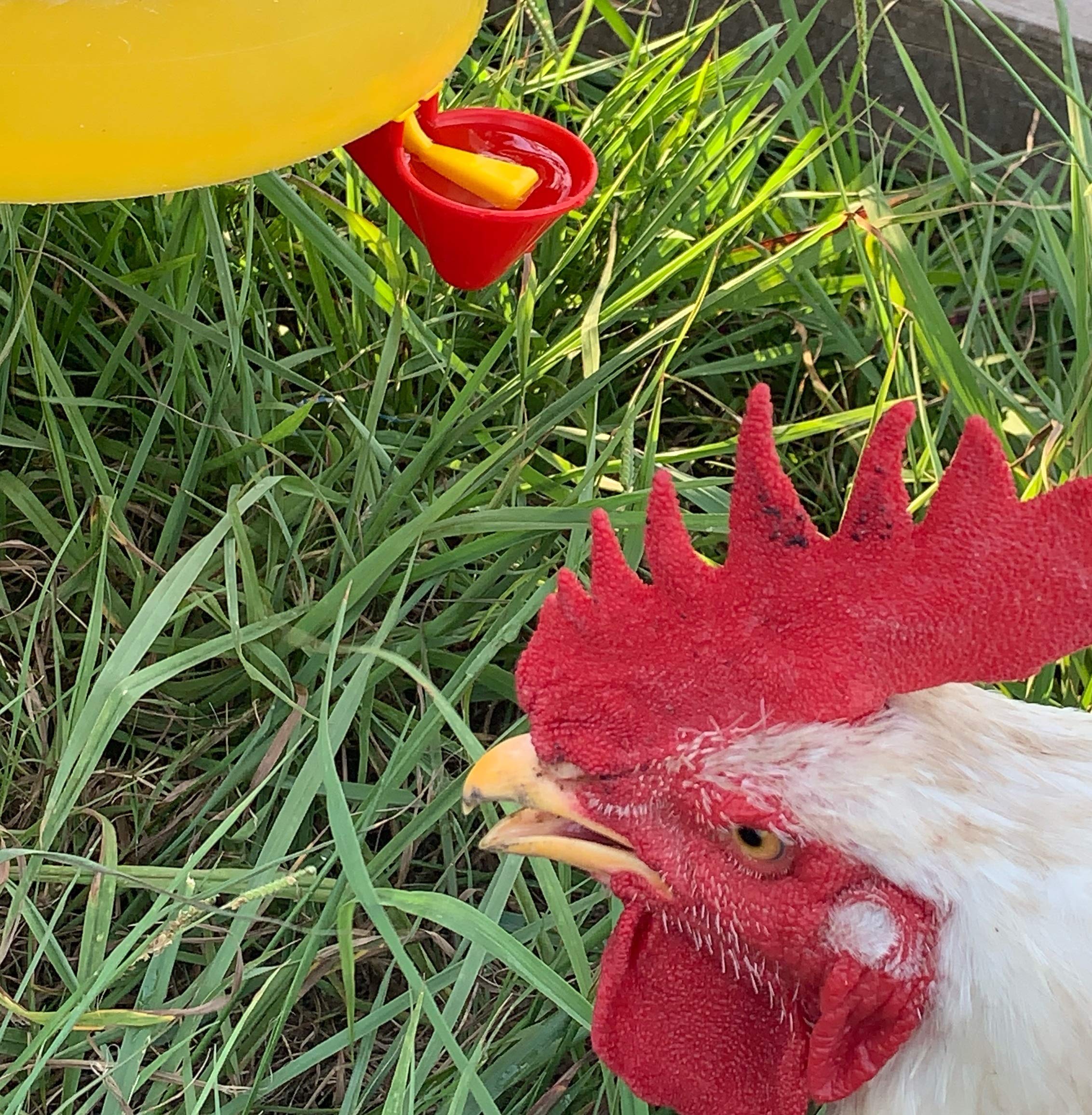 Peck Free Poultry Waterer Drinker Cups - 4 Pack for Chickens, Ducks & Quail - Automatic Chicken Water Feeder for Coops, Farms & Backyard Poultry