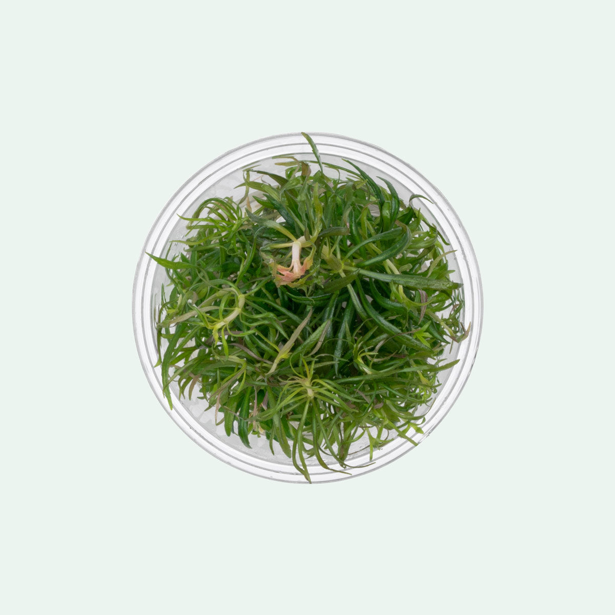 Pogostemon Stellatus Dassen Tissue Culture Aquatic Plant for Freshwater Aquarium - Perfect for Aquascaping, Fish Tanks & Aquatic Gardens