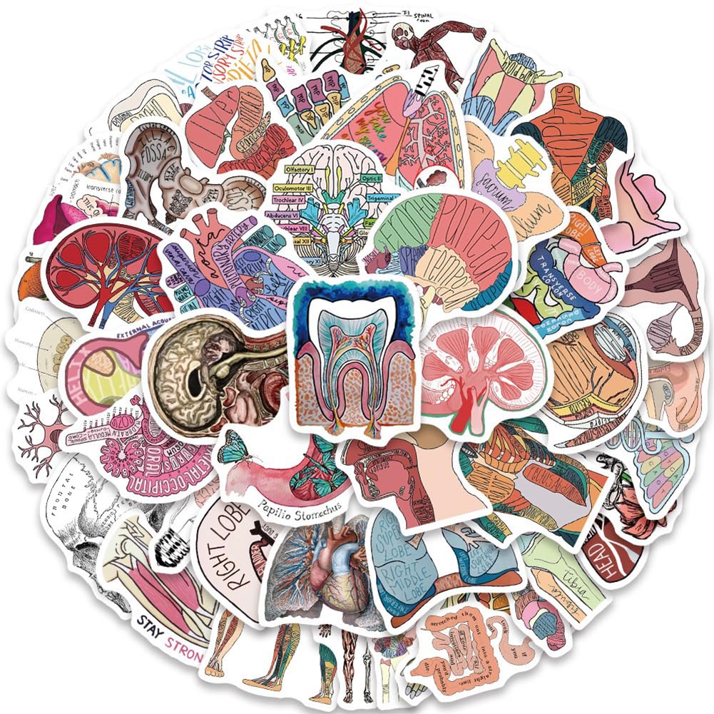 50Pcs Human Body Anatomy Stickers - Waterproof Vinyl Decals for Water Bottles, Laptops, Bikes & More - Perfect for Medical Students, Science Lovers & DIY Decor (Classroom, Home, Office Use)