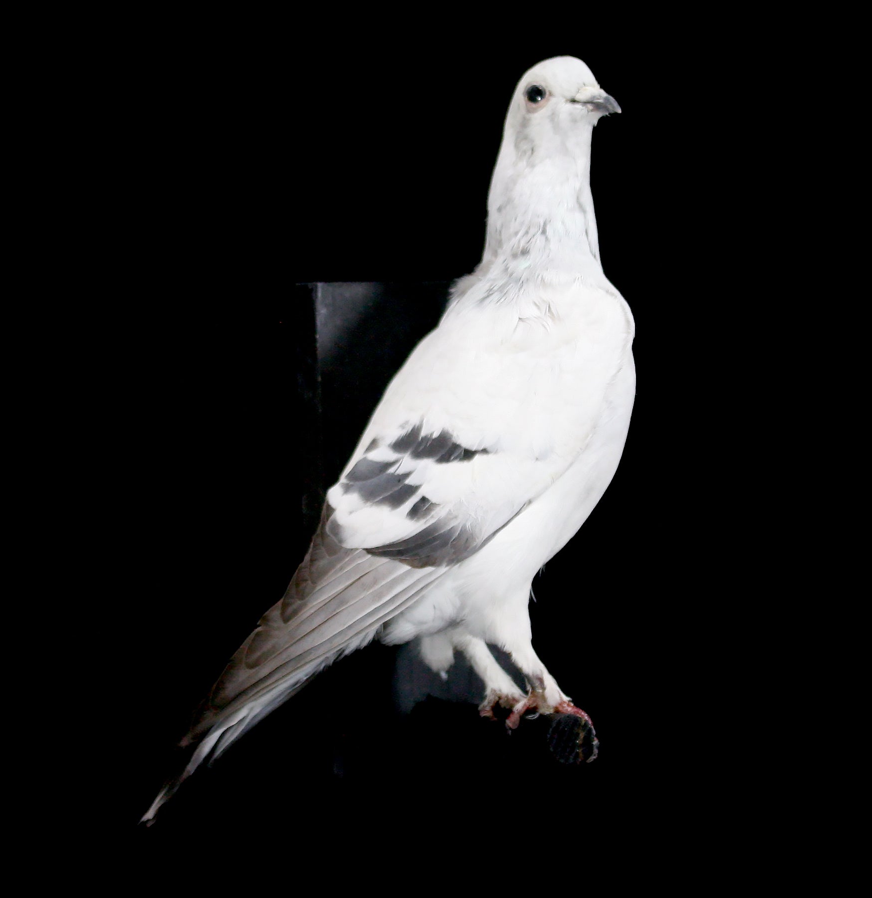 Authentic Pakistani High Flyer Taxidermy Pigeon - Rare Collectible Bird Specimen for Home Decor & Hunting Lodge Display