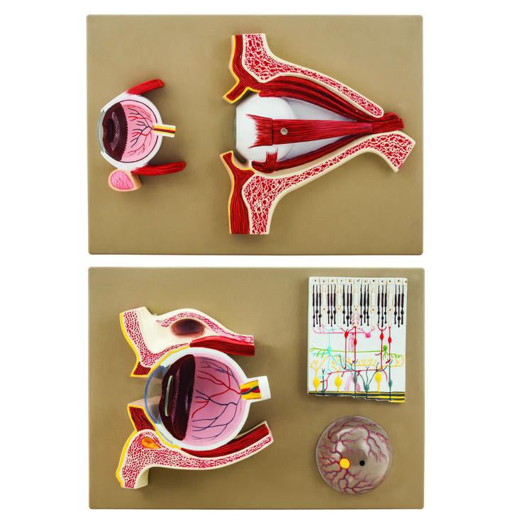 Human Eye Anatomy Model - 3D Educational Demonstration Tool for Biology Classrooms & Medical Students | Perfect for Science Labs, Teaching Aids & Visual Learning