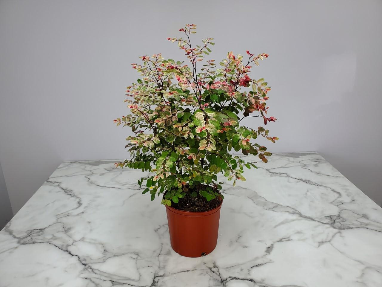 Snow on The Mountain Live Flowering Plant - 20