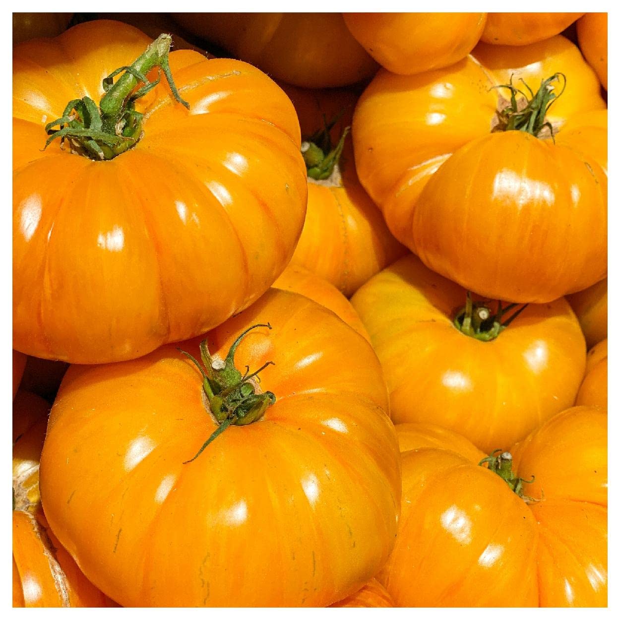 Organic Yellow Brandywine Heirloom Tomato Seeds - 1 Oz Non-GMO Seeds for Home Garden - Gold Vault Packet - Perfect for Canning, Fresh Salads & Sustainable Gardening
