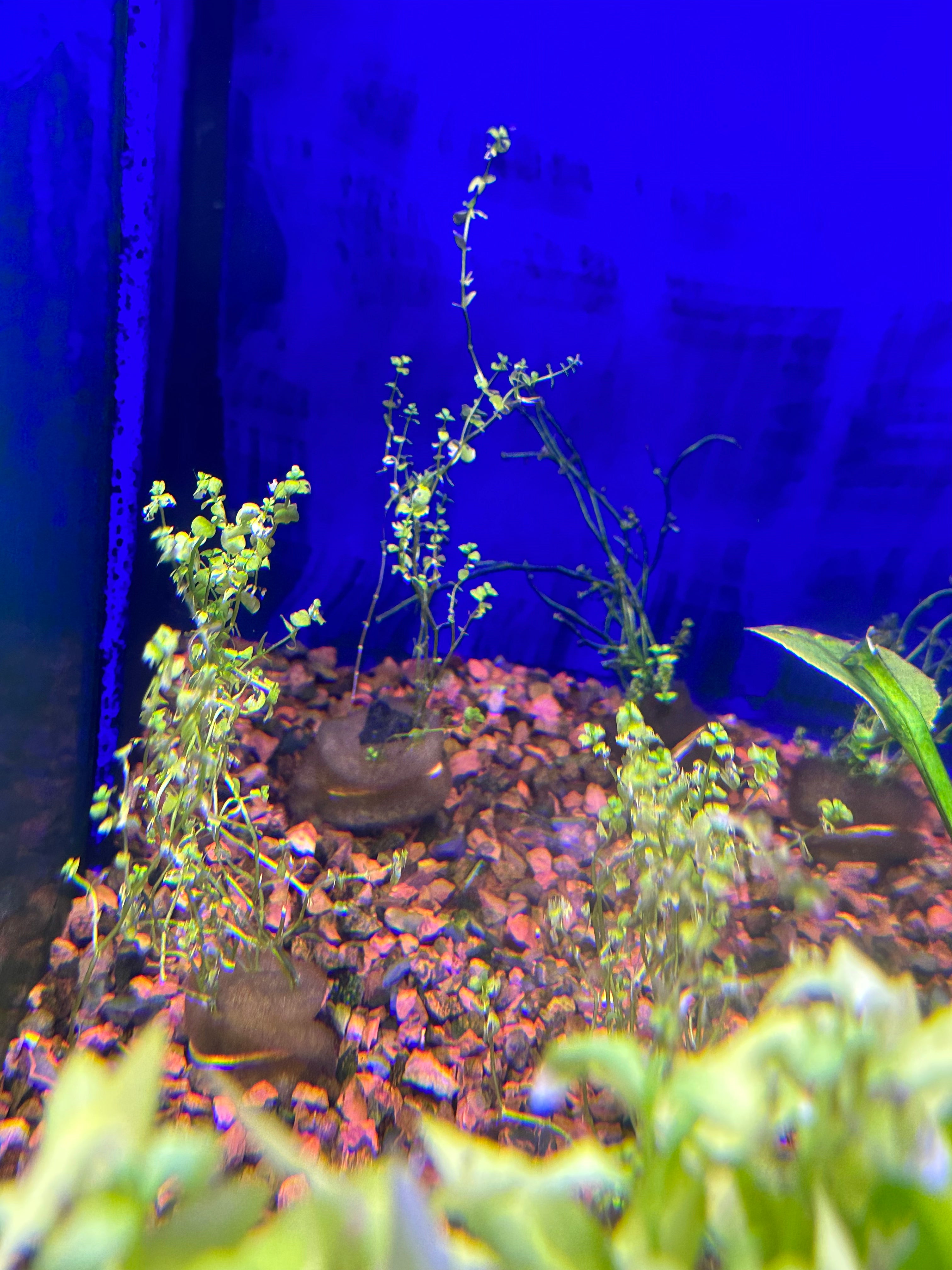 Micranthemum Umbrosum (Baby Tears) - Live Aquarium Plant for Freshwater Tanks | Perfect for Aquascaping, Nano Tanks & Shrimp Habitats
