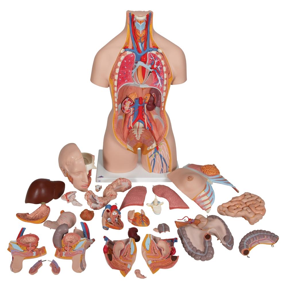 28-Part Dual Gender Torso with Open Back - Perfect for Medical Training, Anatomy Study & Art Reference