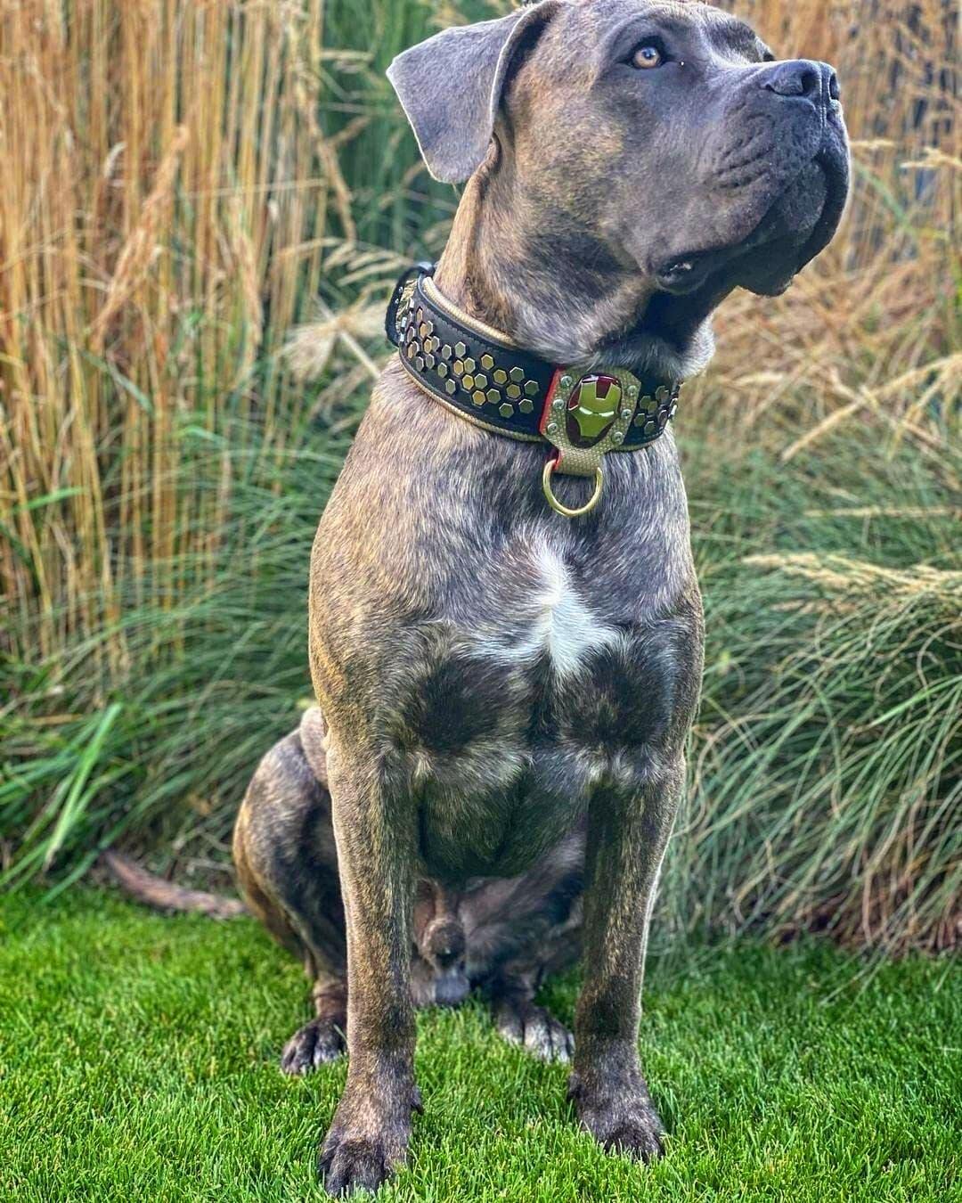 Iron Man Leather Dog Collar for Large Breeds - Durable & Stylish Pet Accessory for Superhero Fans - Perfect for Cosplay, Halloween & Daily Walks
