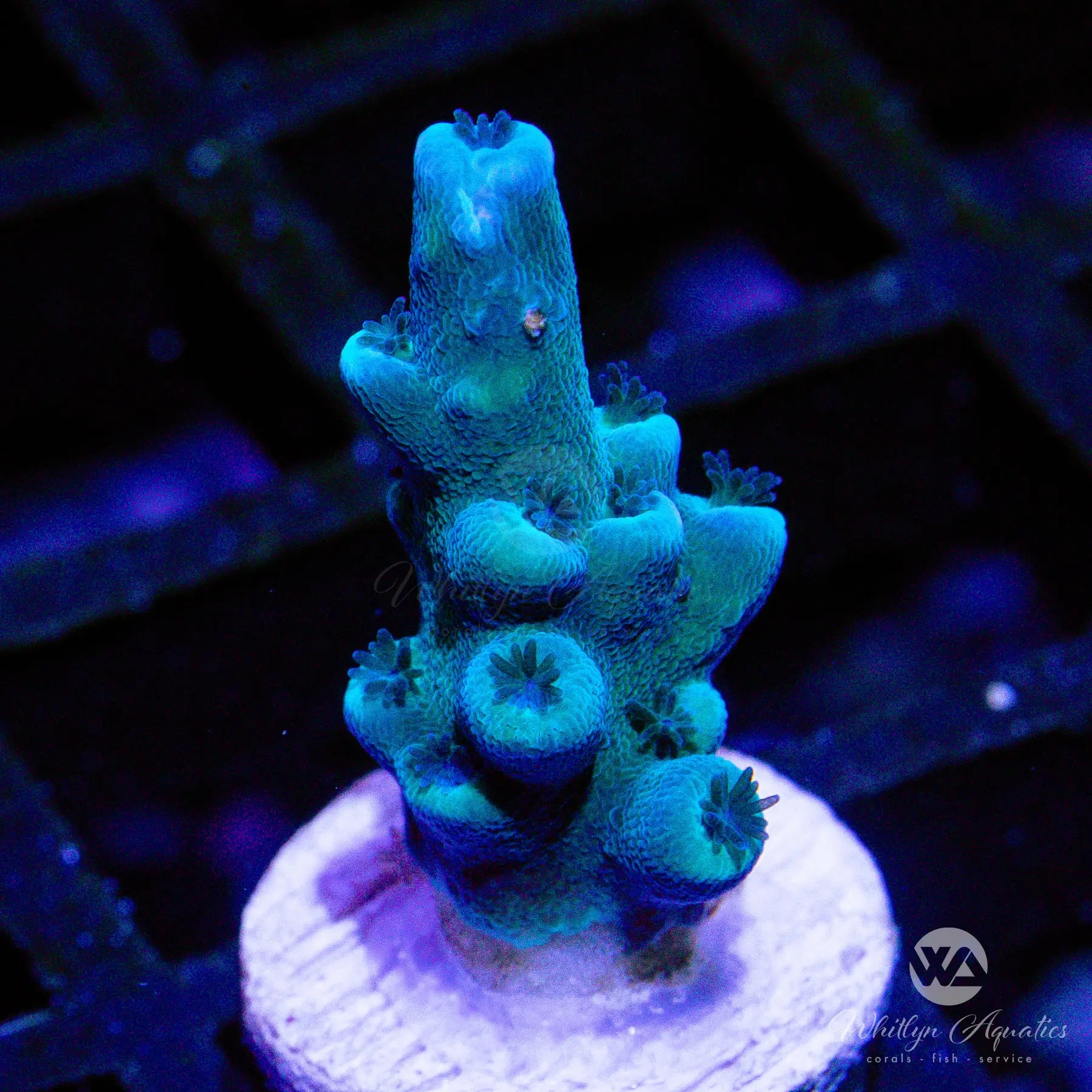 D39 Oregon Tort Acropora Coral WYSIWYG - Premium Saltwater Aquarium Coral for Reef Tanks & Marine Aquascaping