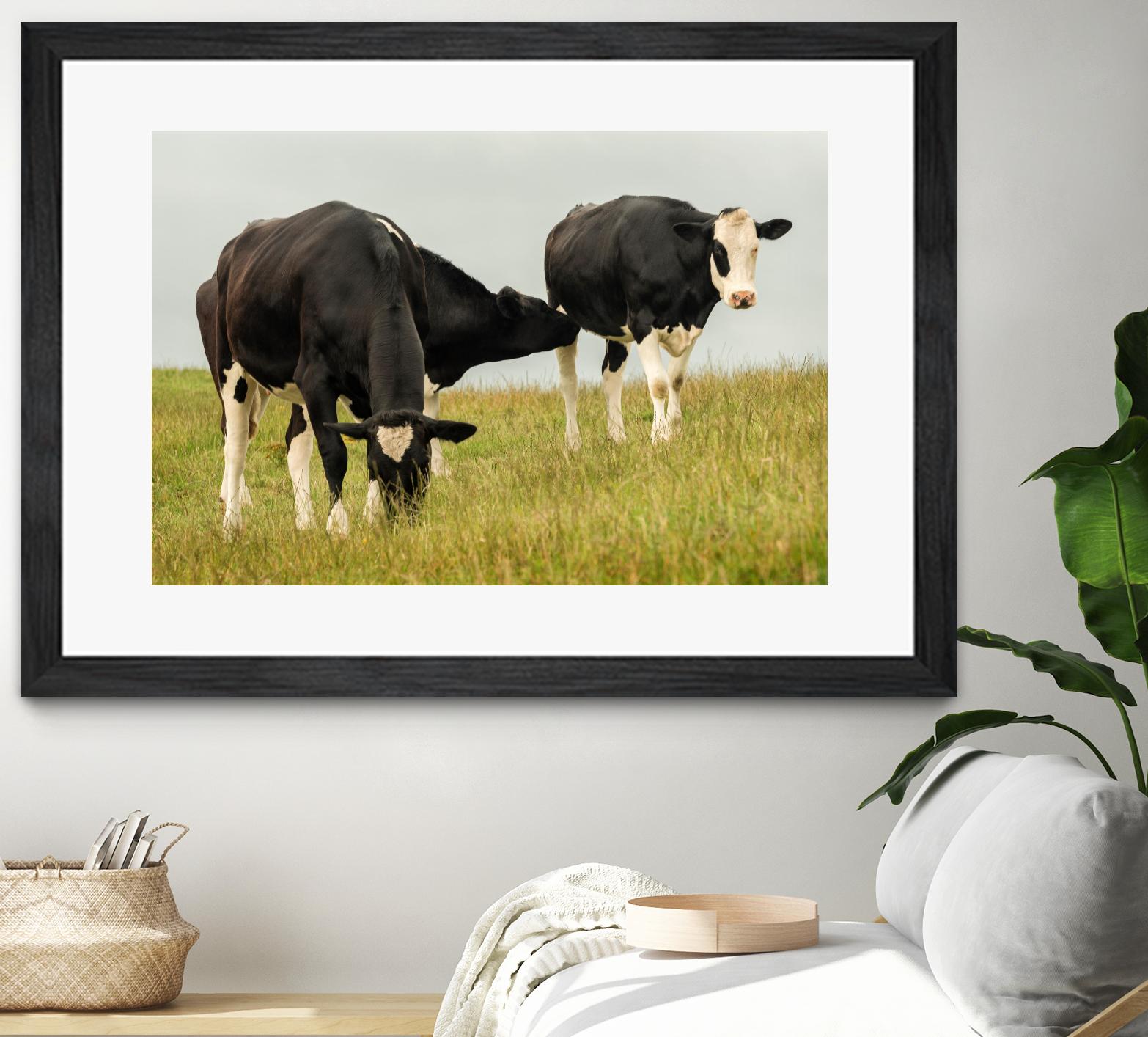 Country Cows - Premium Cow-Themed Home Decor & Gifts for Farmhouse Style, Rustic Kitchens, and Country Living