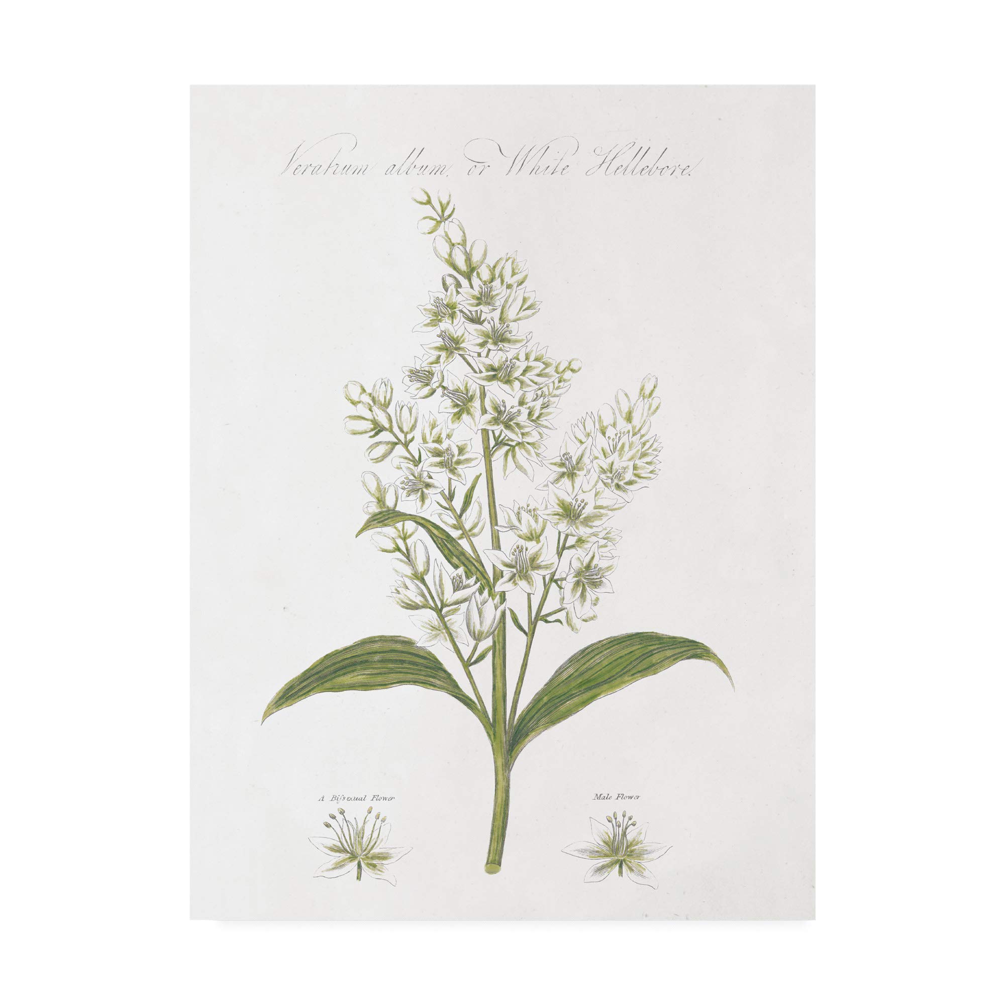 Wild Apple Portfolio Botany Book XI White Green Art Print - 35x47 Inch Fine Art Wall Decor for Living Room, Bedroom & Office