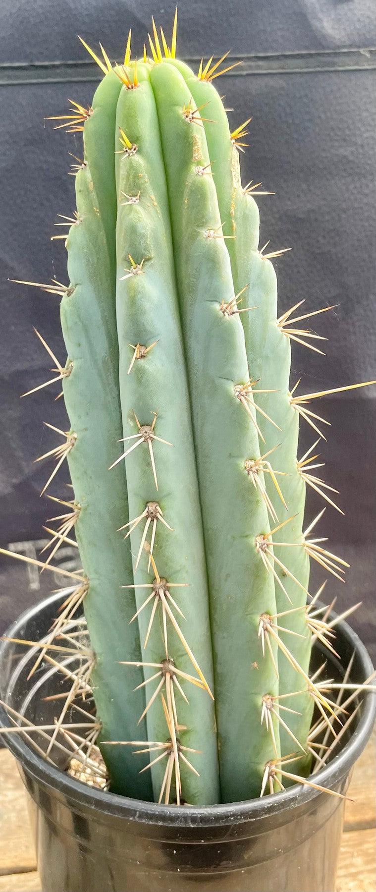 Exact Trichocereus Bridgesii SunSpine Ornamental Cactus - 12.5