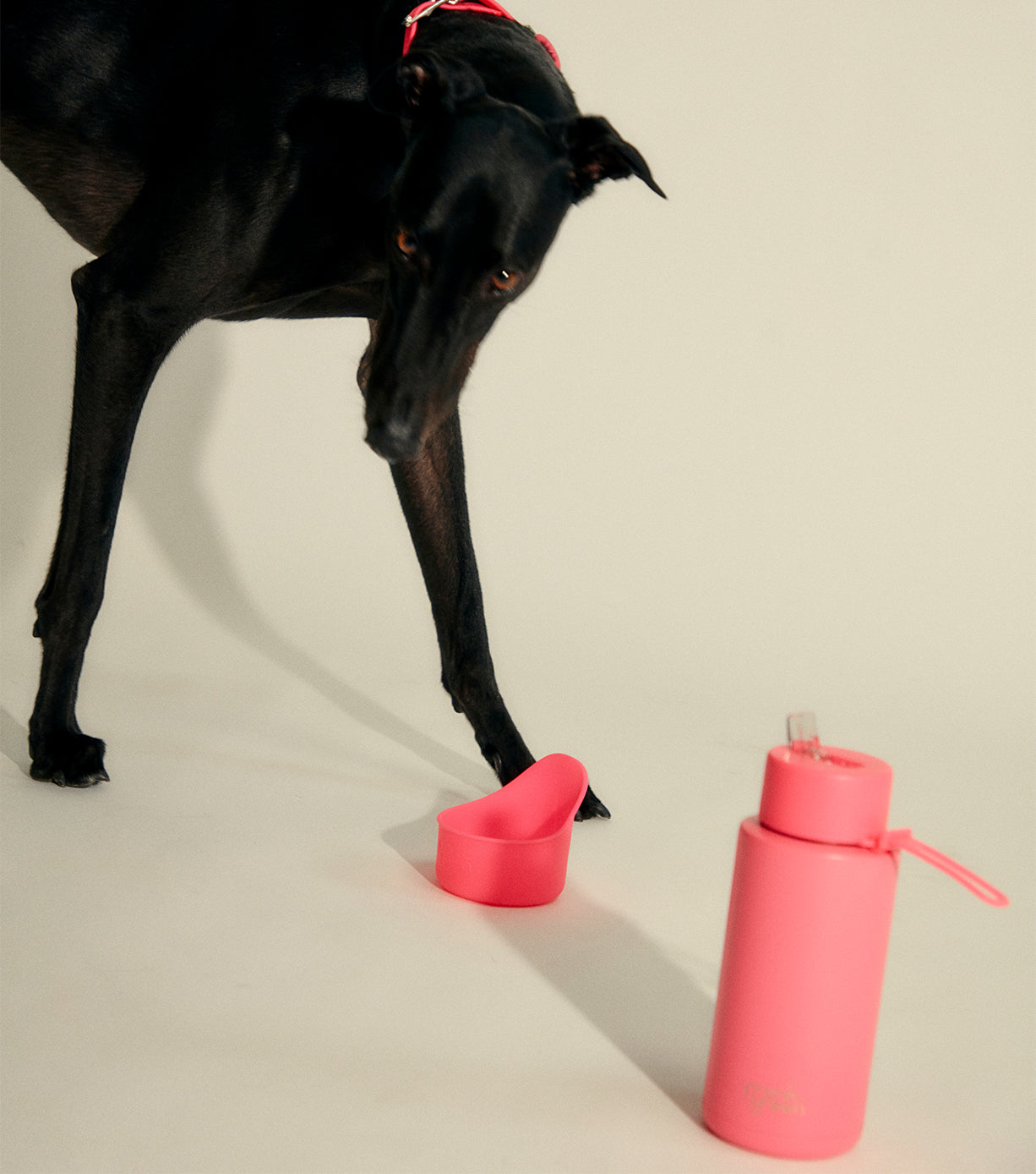 Non-Slip Silicone Pet Bowl - Durable, BPA-Free Dog & Cat Food Dish for Indoor & Outdoor Use - Perfect for Travel, Camping, and Home Feeding