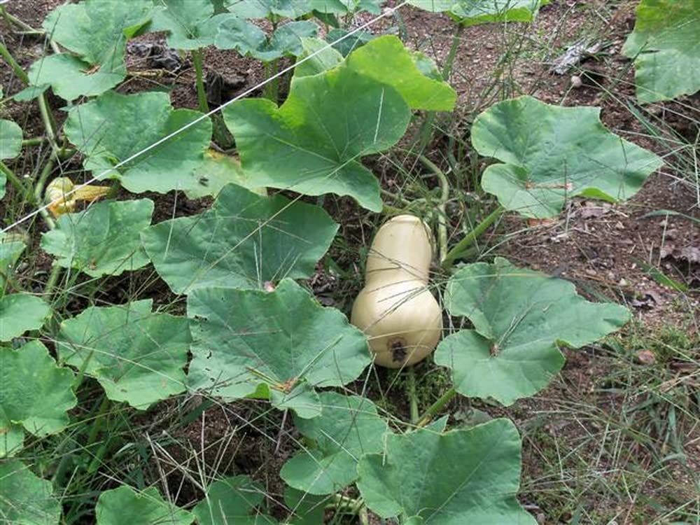 100 Waltham Butternut Winter Squash Seeds - Heirloom, Non-GMO, Fresh Planting Seeds for Home Vegetable Garden - Perfect for Fall Harvests, Pumpkin Patches & Organic Gardening