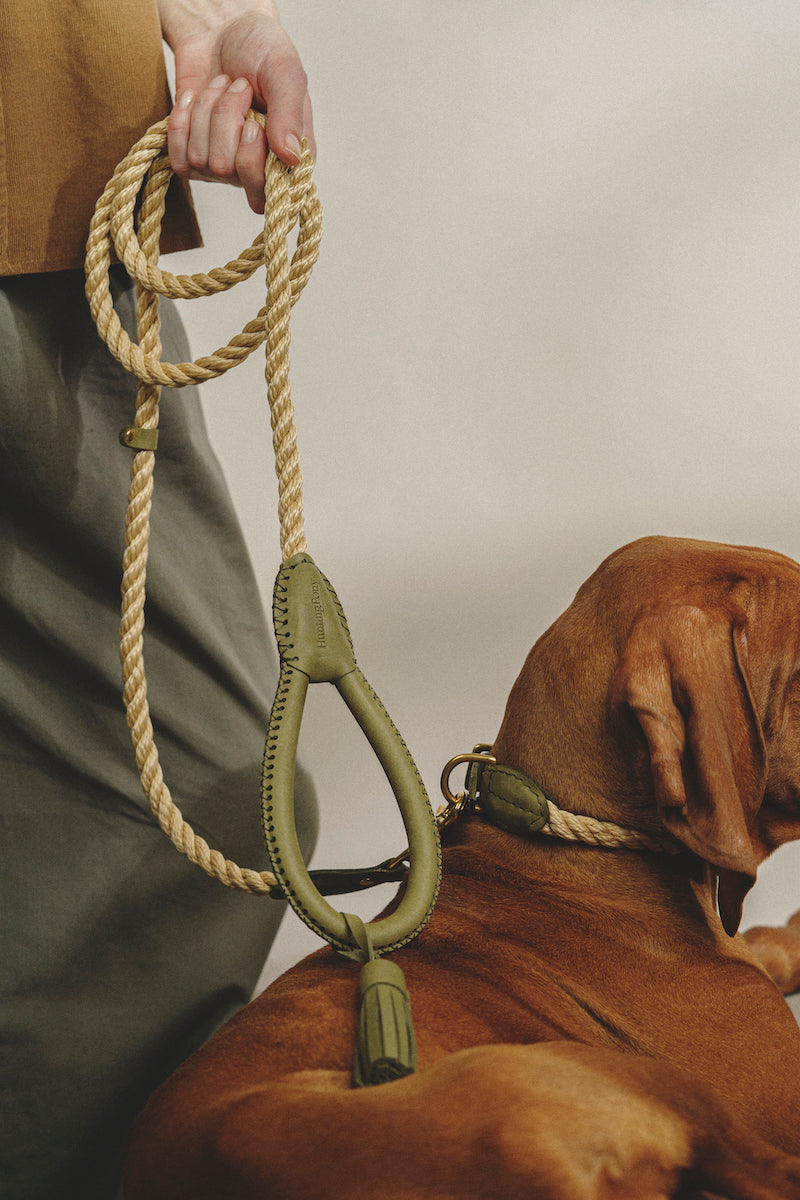 Premium Dog Collar - Country Pony Green - Adjustable & Durable Pet Collar for Small & Medium Dogs - Perfect for Walks, Training & Outdoor Adventures