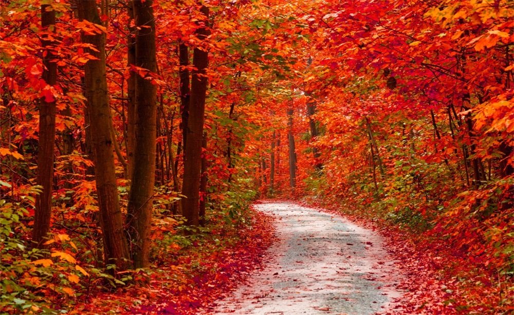 Leowefowa 9X6FT Autumn Maple Leaf Photography Backdrop - Forest Trees Path Nature Outdoor Vinyl Background for Studio, Kids & Adults - Perfect for Fall Portraits, Family Photos, and Seasonal Decor