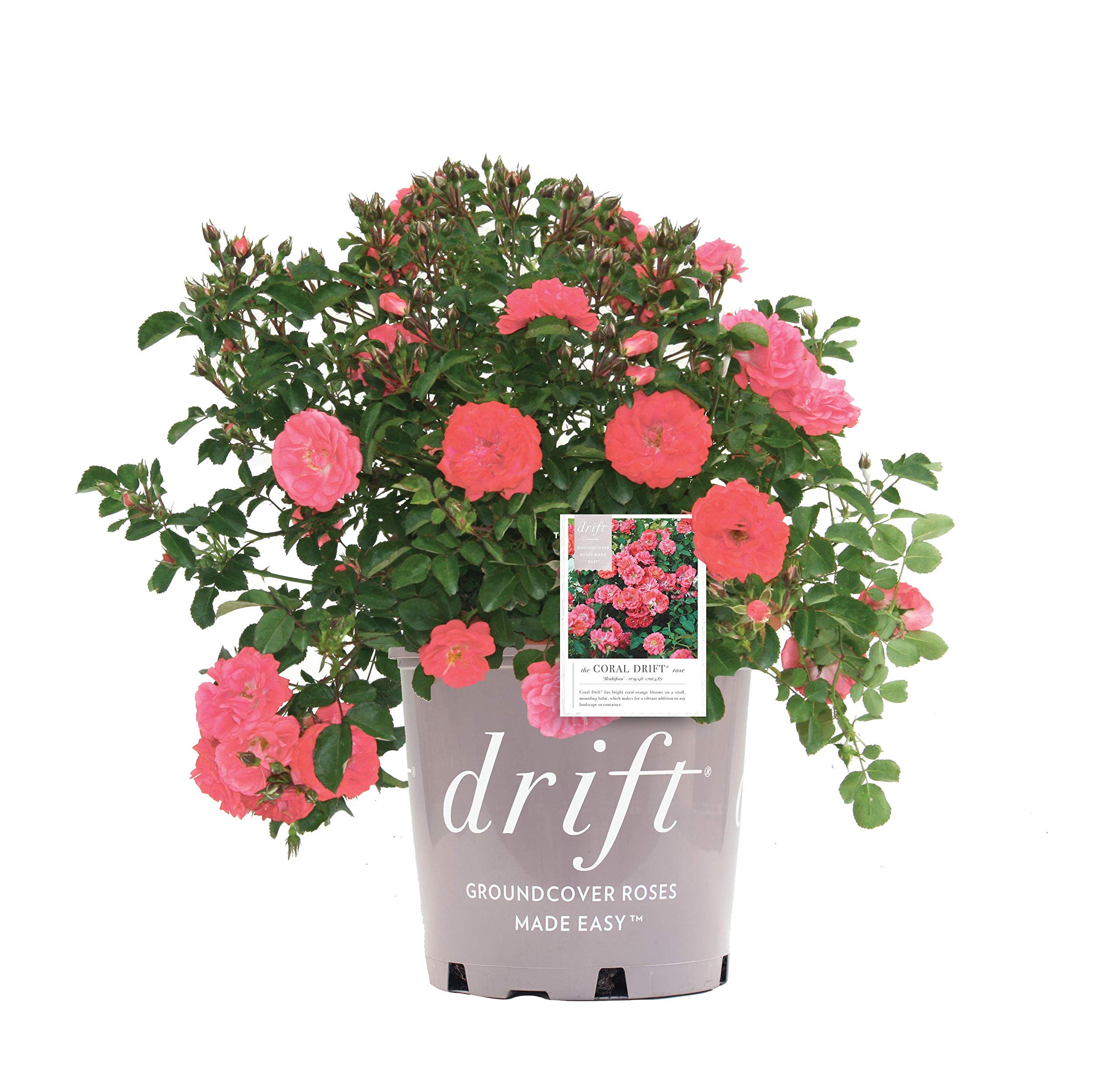 Coral Drift Roses - Rosa Coral Drift Rose Bush with Vibrant Coral Flowers - #2 Size Container - Perfect for Garden Borders, Landscaping & Container Gardening