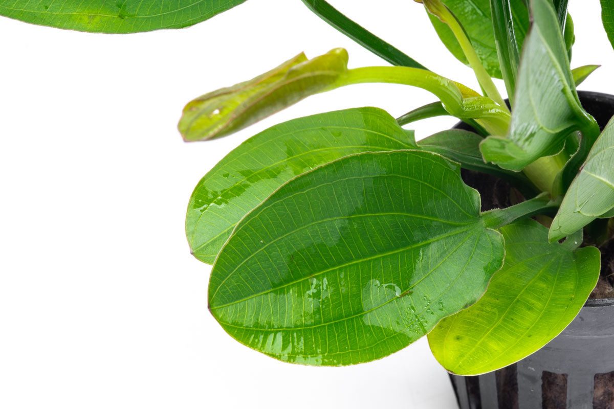 Echinodorus Horizontalis Live Aquarium Plant - Easy Care Freshwater Aquatic Plant for Fish Tanks & Aquascaping | Perfect for Beginners & Planted Aquariums