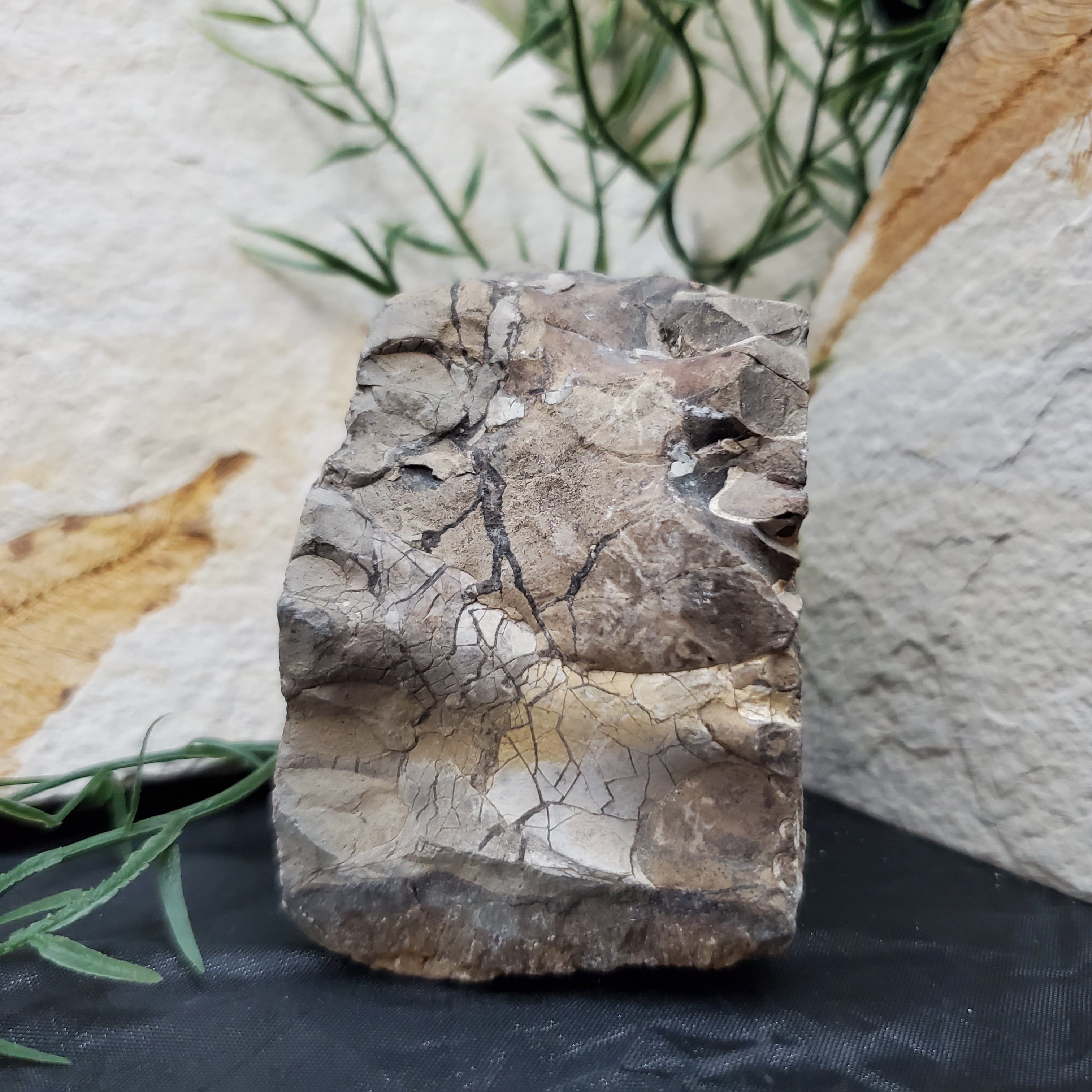 Authentic Baculite Fossil - 7 Inch Straight Ammonite Specimen for Collectors, Home Decor & Educational Use - Perfect for Display, Gifts & Paleontology Enthusiasts