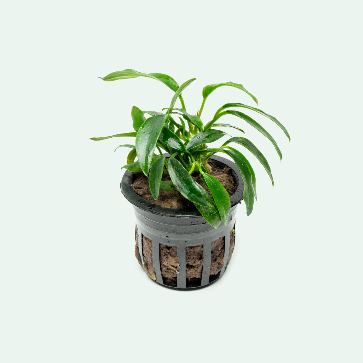 Anubias Chili Jalapeño - Live Aquarium Plant for Freshwater Fish Tanks | Low Light Aquatic Plants for Beginners | Perfect for Aquascaping and Shrimp Tanks