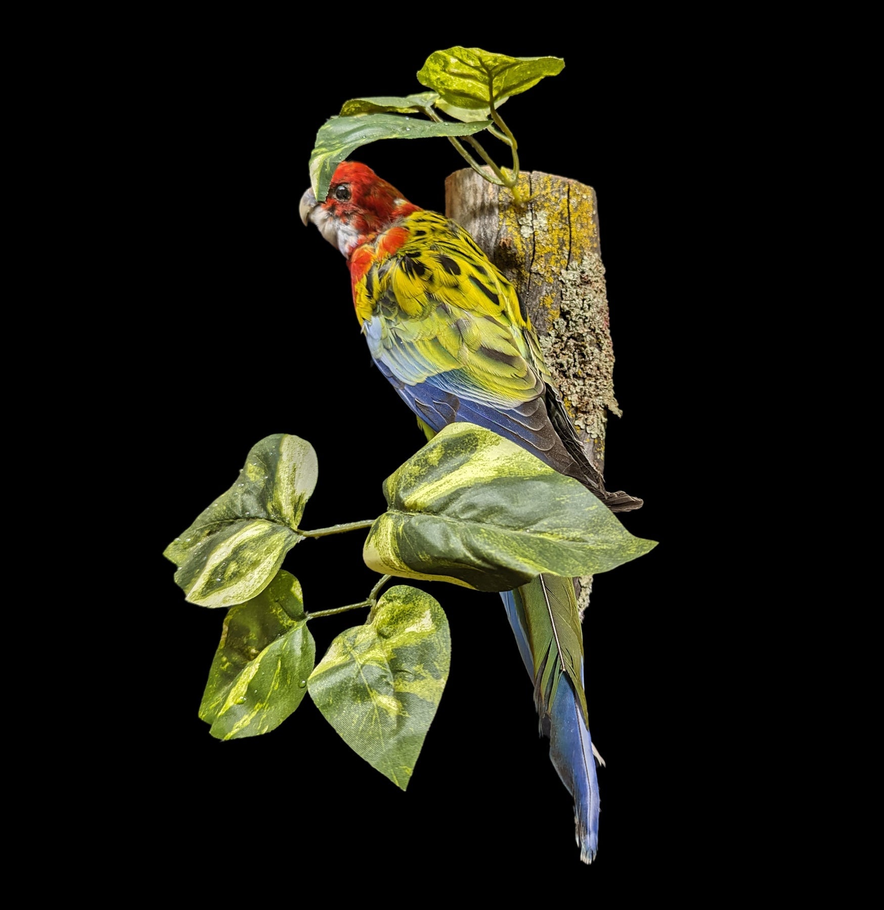 Authentic Australian Golden Mantled Rosella Taxidermy Mount - Realistic Bird Display for Home Decor & Nature Lovers - Perfect for Living Room, Study, or Cabin Decor
