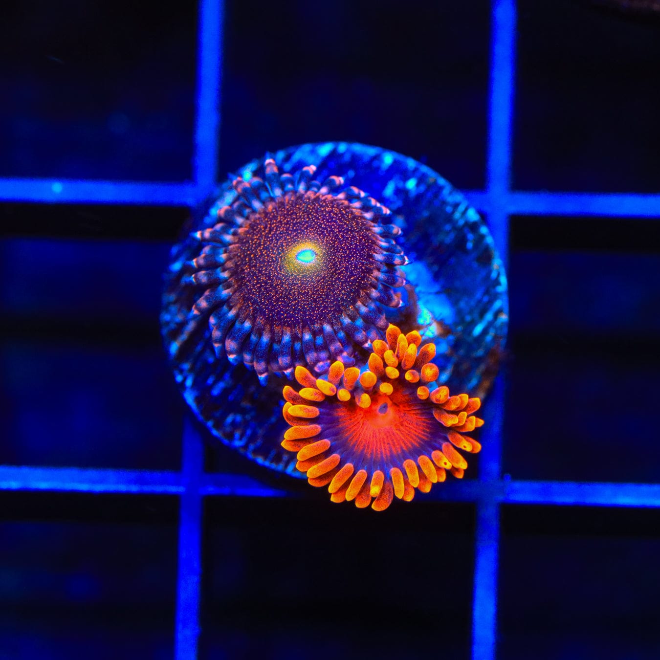 Bam Bam and Mohawk Zoanthids Coral - Vibrant Saltwater Coral for Reef Aquariums | Perfect for Marine Tanks & Coral Displays