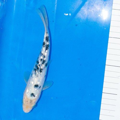 Premium Gin Rin Bekko Koi Fish 6-7 Inches - Vibrant Colors & Shimmering Scales for Outdoor Ponds & Water Gardens