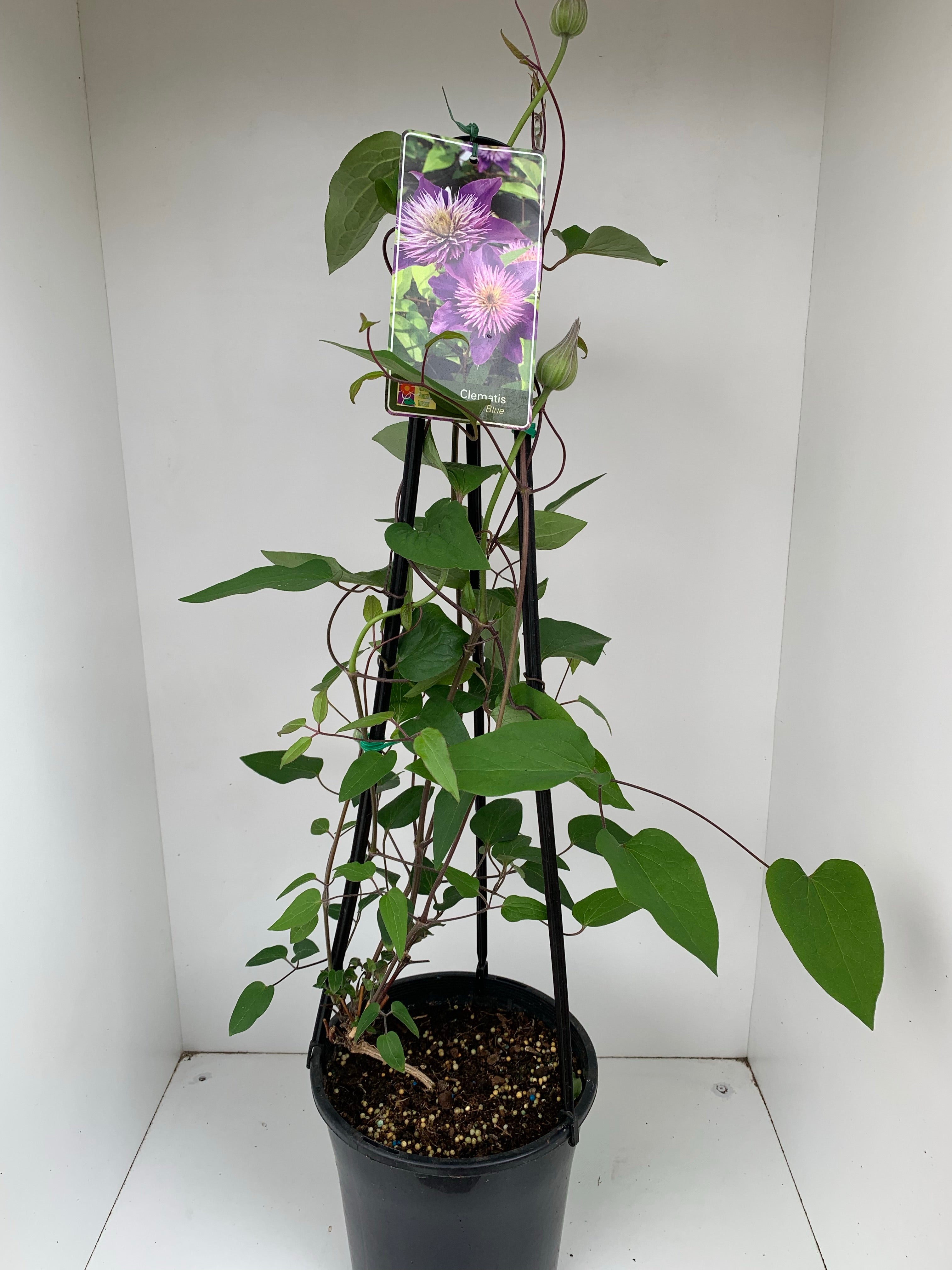 Clematis 'Multi Blue' Live Plant - Stunning Purple-Blue Flowers for Garden, Trellis & Fence Decoration | Perfect for Outdoor Landscaping & Vertical Gardening