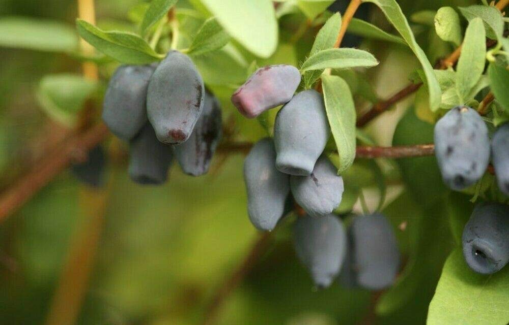 Haskap Lonicera Yezberry Maxie Japanese Fruit Live Plant - 4