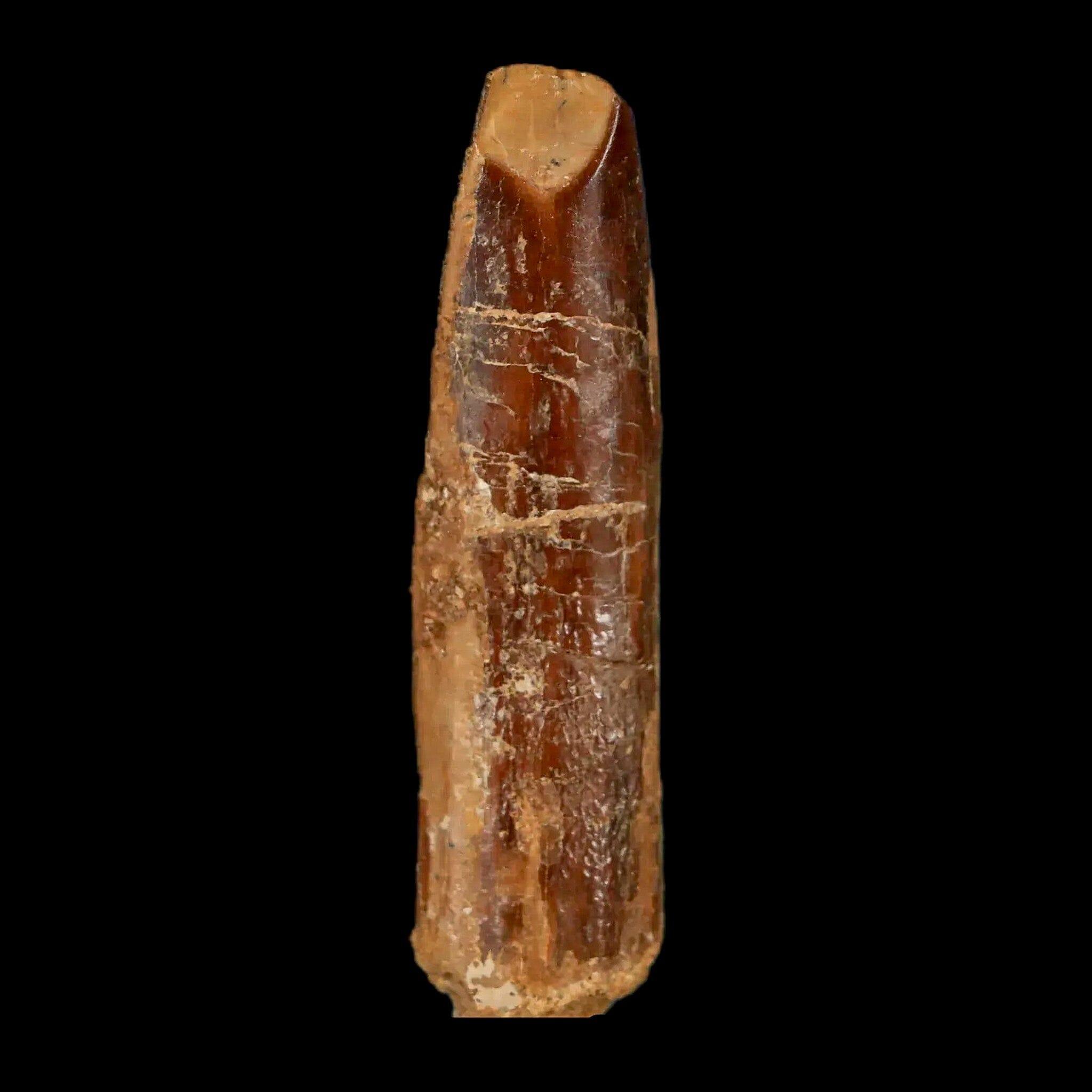 2 Authentic Rebbachisaurus Sauropod Dinosaur Fossil Teeth - Early Cretaceous Period - Includes COA - Perfect for Paleontology Collections & Educational Displays