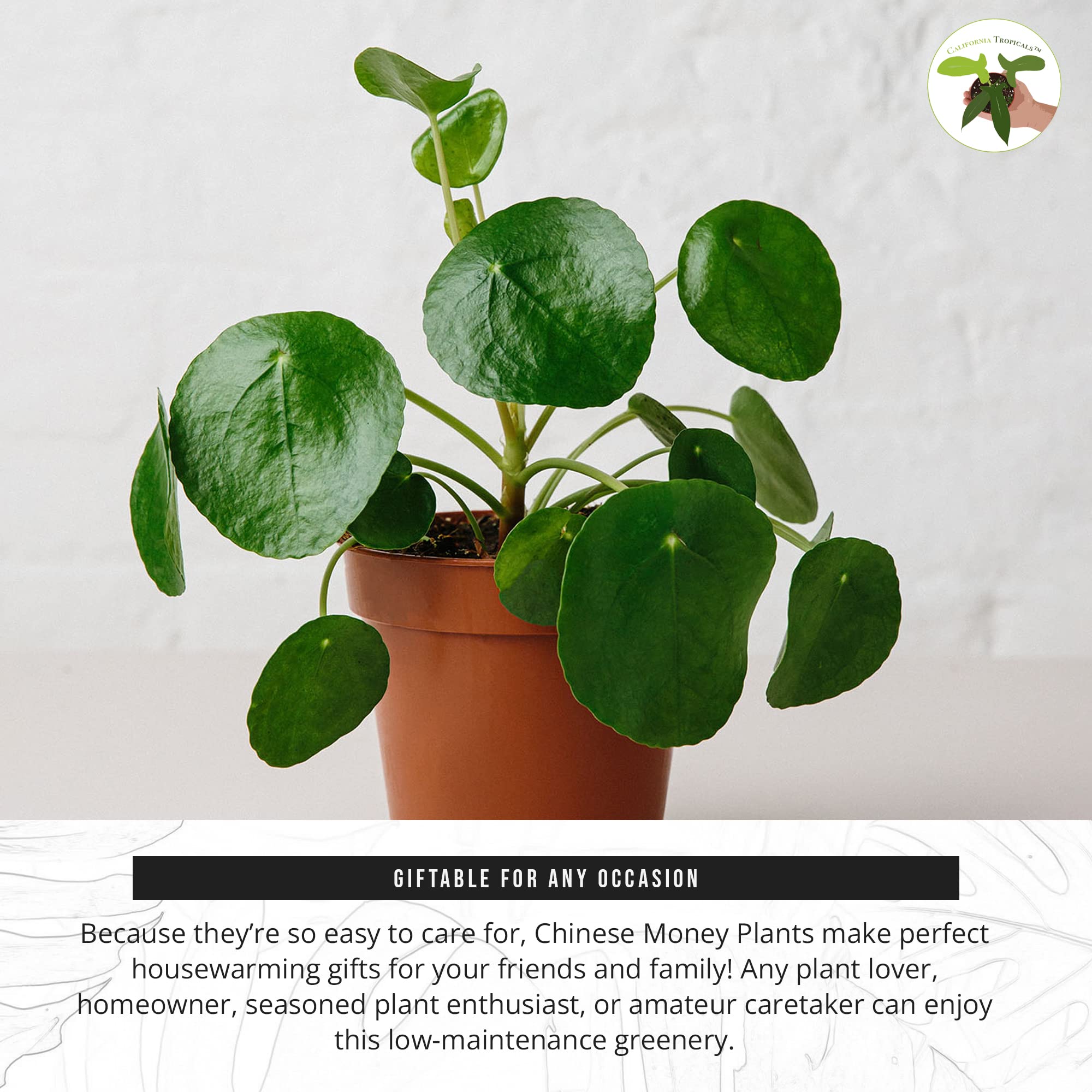 California Tropicals Rare Chinese Money Plant (Pilea Peperomioides) - Live Indoor House Plant in 4 Inch Pot, Low Maintenance Easy Care, Perfect for Office Desk, Home Decor & Feng Shui, Real Gardening Plants for Beginners | Ideal for Living Room, Bedroom & Gift Giving