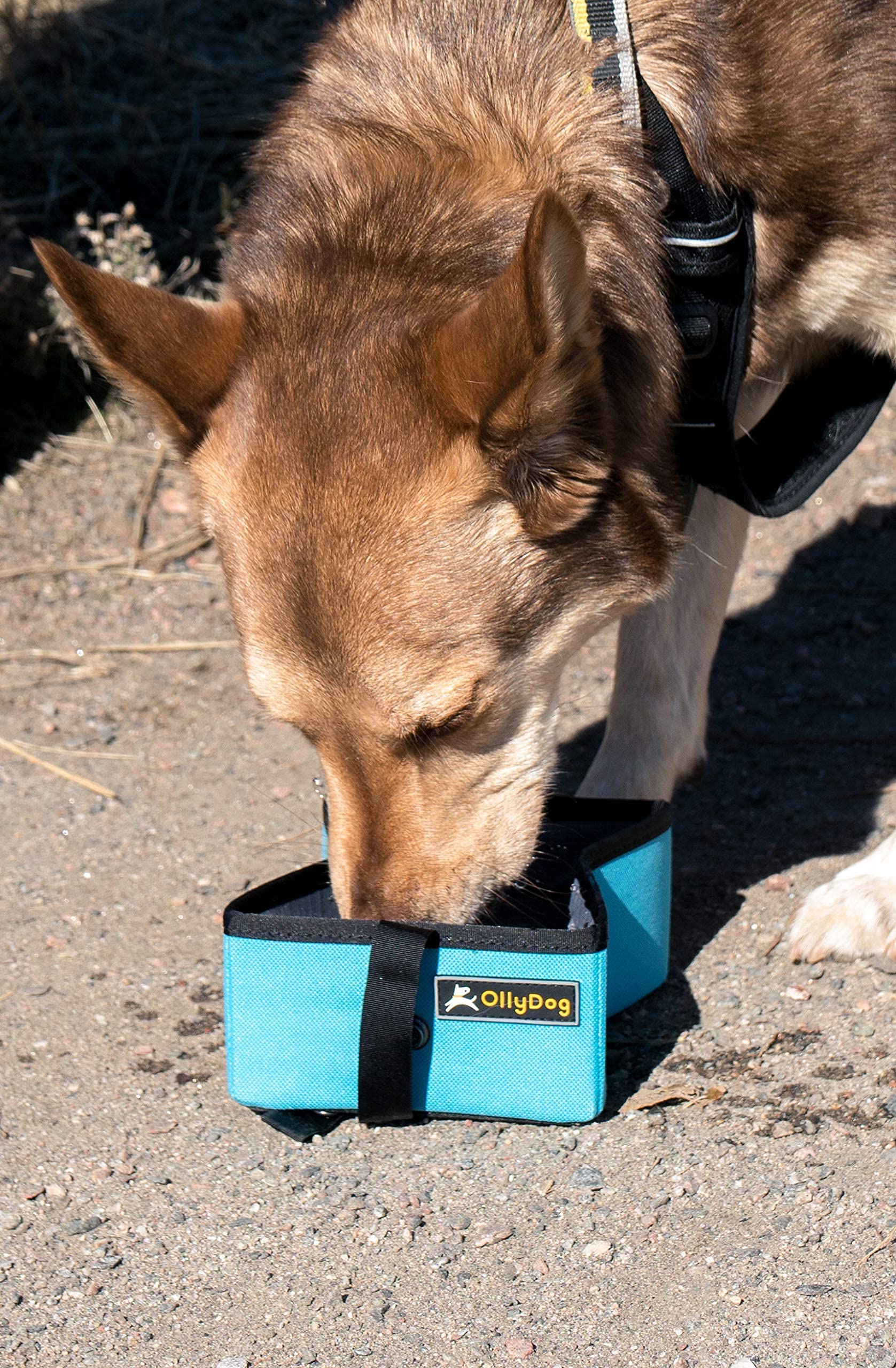 OllyDog Crumple Travel Food Bowl - Water-Resistant Collapsible Dog Bowl for Camping, Hiking & Travel | Portable Pet Supplies for Dogs | Perfect for Outdoor Adventures, Walks & Road Trips (Raven)