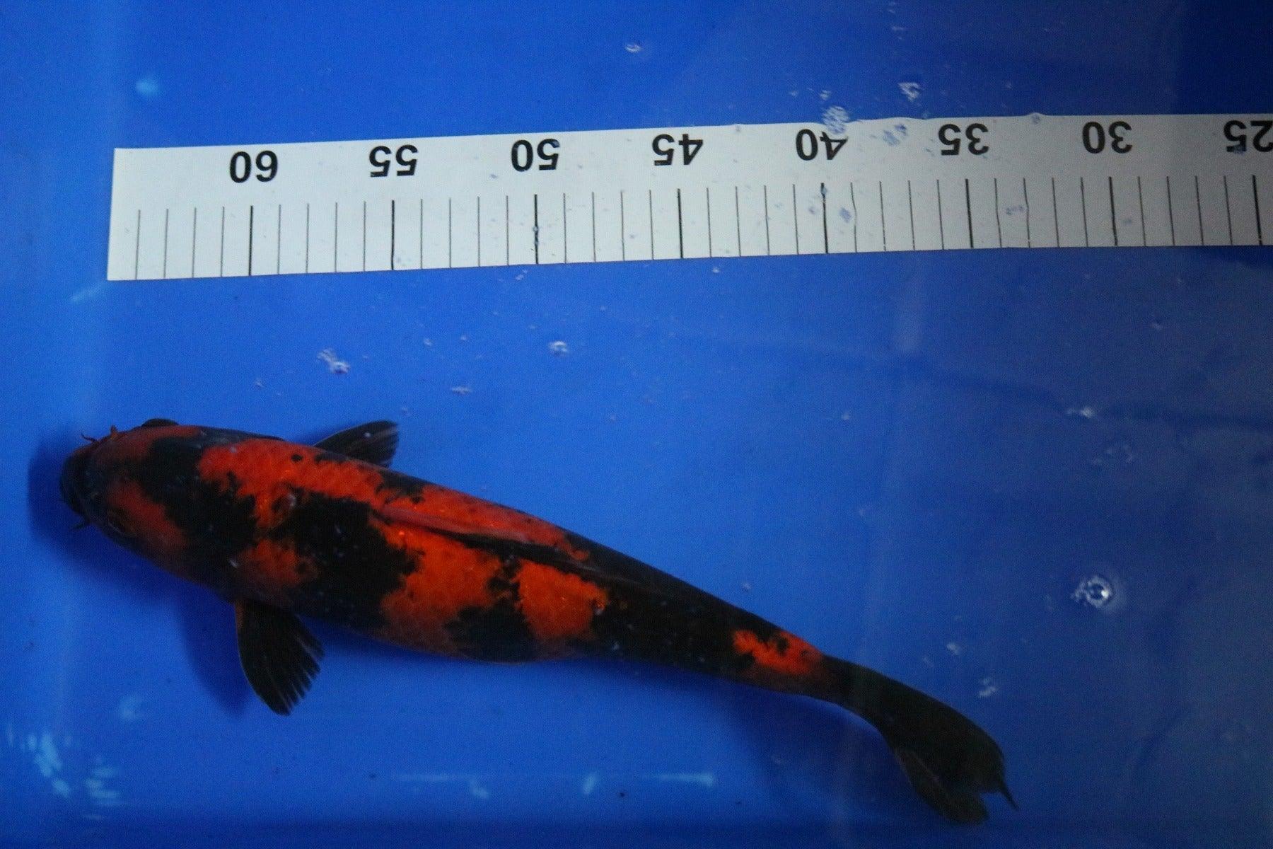 Premium Hi Utsuri Koi Fish - Size 10-12 Inch | High-Quality Japanese Koi for Ponds & Water Gardens | Perfect for Outdoor Decor & Aquatic Landscaping