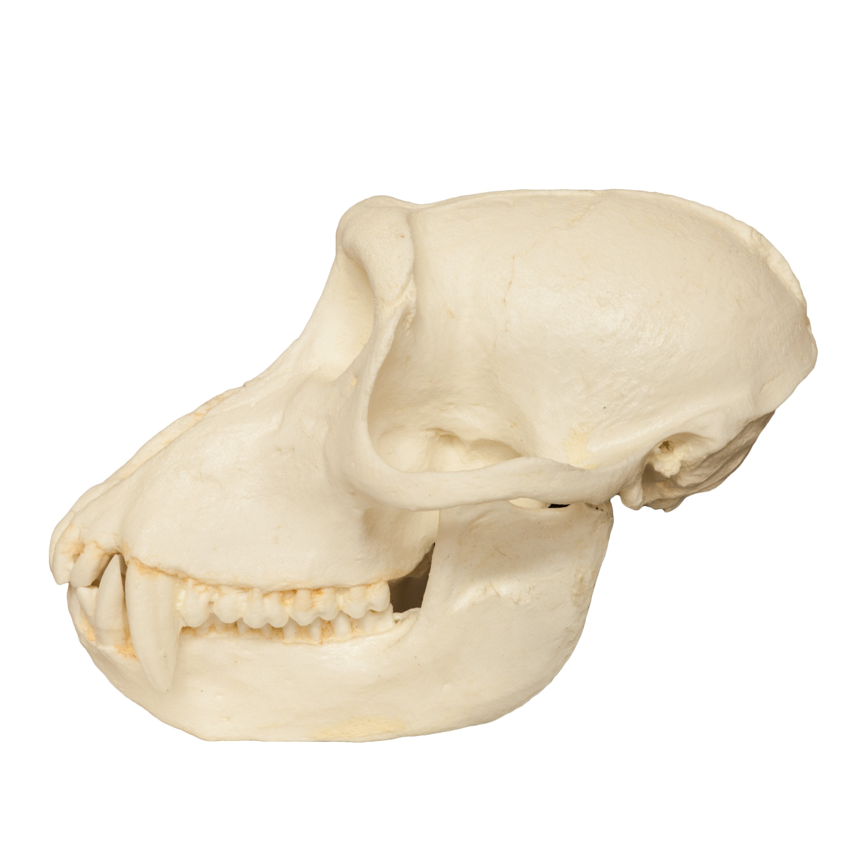 Authentic Replica Crab-Eating Monkey Skull - Detailed Collectible for Home Decor, Halloween Props, and Gothic Display