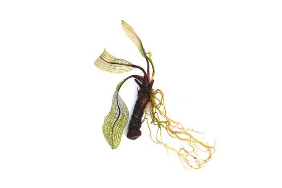 Dennerle Aponogeton Madagascariensis Bulb - Lace Plant for Aquarium | Exotic Freshwater Aquatic Plant | Perfect for Fish Tanks & Aquascaping