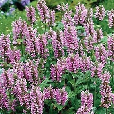 Catmint Pink 25 Seeds - Perennial Flower Seeds for Garden, Landscaping & Butterfly Gardens | Attracts Pollinators, Drought Tolerant Ground Cover Plants