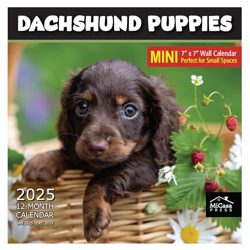 07A - Dachshund Puppies