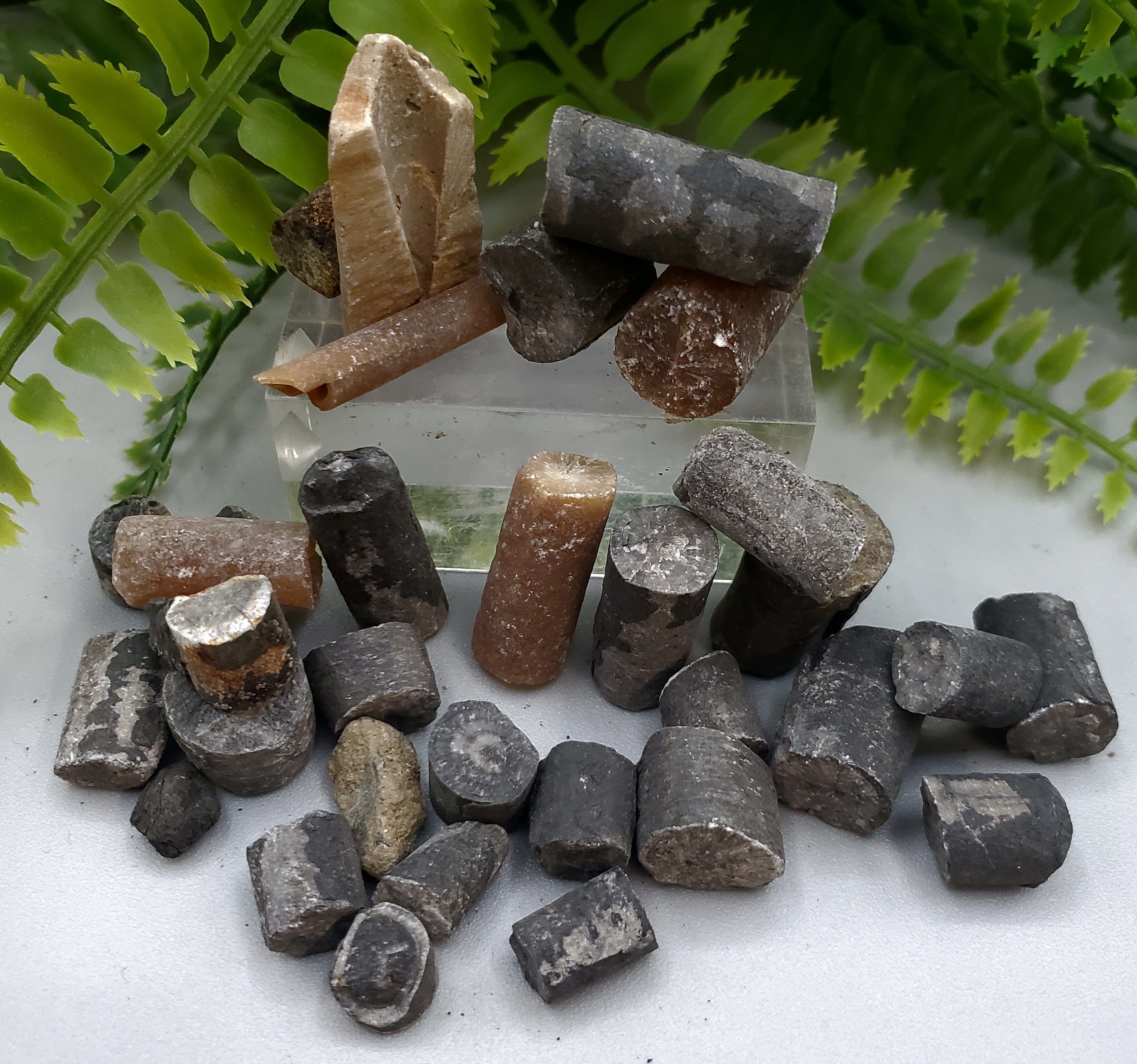 Authentic Crinoid Stem Fossil - Natural Marine Fossil Specimen for Collectors, Education & Home Decor | Perfect for Science Classrooms, Fossil Displays & Gifts