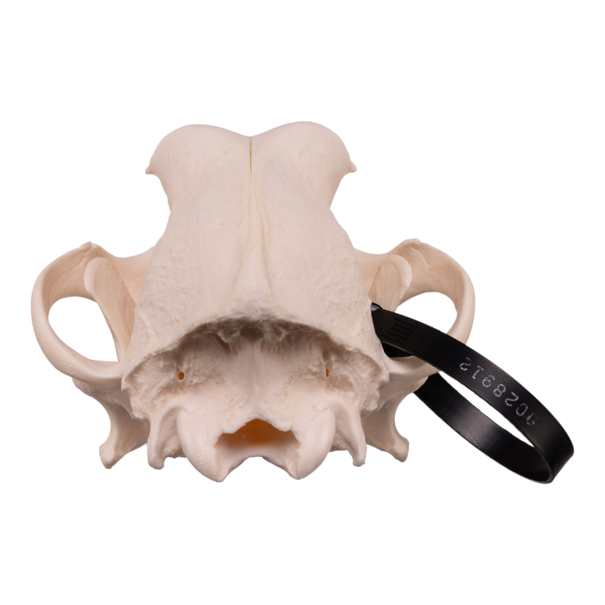 Authentic Rottweiler Dog Skull Specimen - Real Domestic Canine Skull for Veterinary Study, Taxidermy & Educational Display | Perfect for Biology Classrooms, Oddity Collections & Halloween Decor