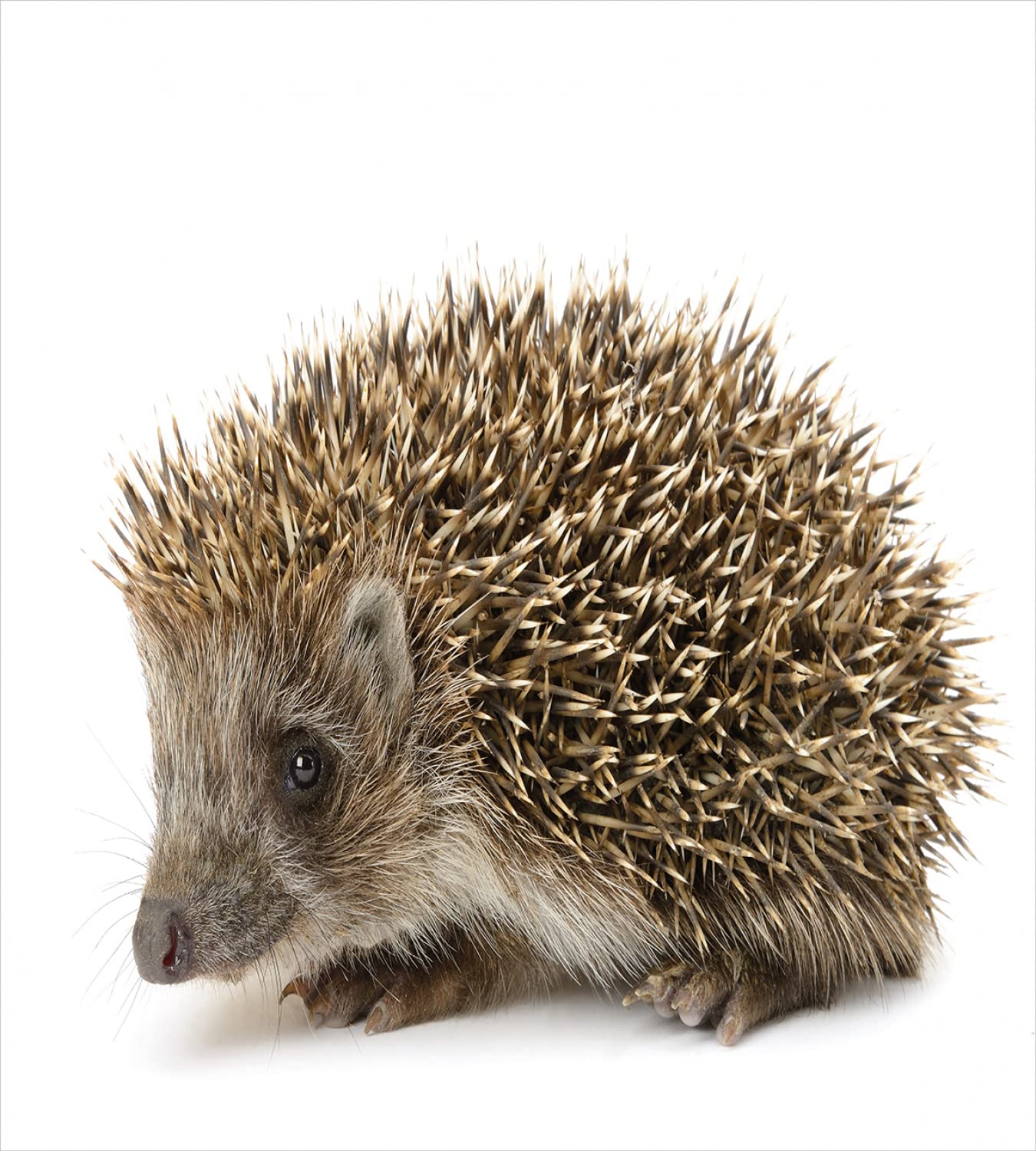 Ambesonne King Size Hedgehog Duvet Cover Set - 2 Pack Cocoa Brown Wildlife Photography Bedding with 2 Duvet Covers & 4 Pillowcases - Perfect for Animal Lovers' Bedrooms, Guest Rooms and Wildlife-Themed Decor