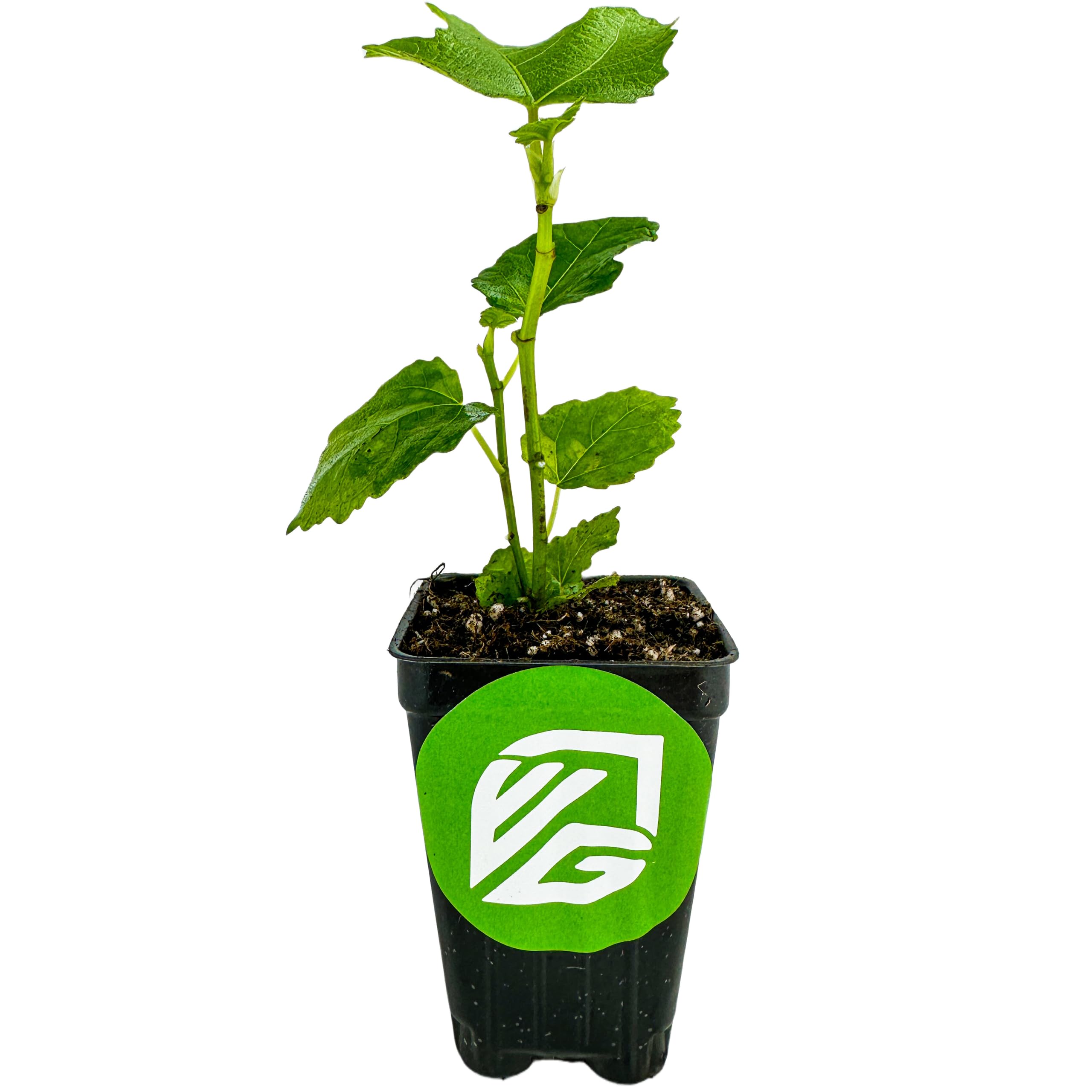 LSU Gold Fig Tree Starter Plant - Ficus carica Live Fig Tree for Planting - Fresh Fig Plants for Garden & Home - Perfect for Backyard Orchards, Patio Gardening & Fruit Lovers