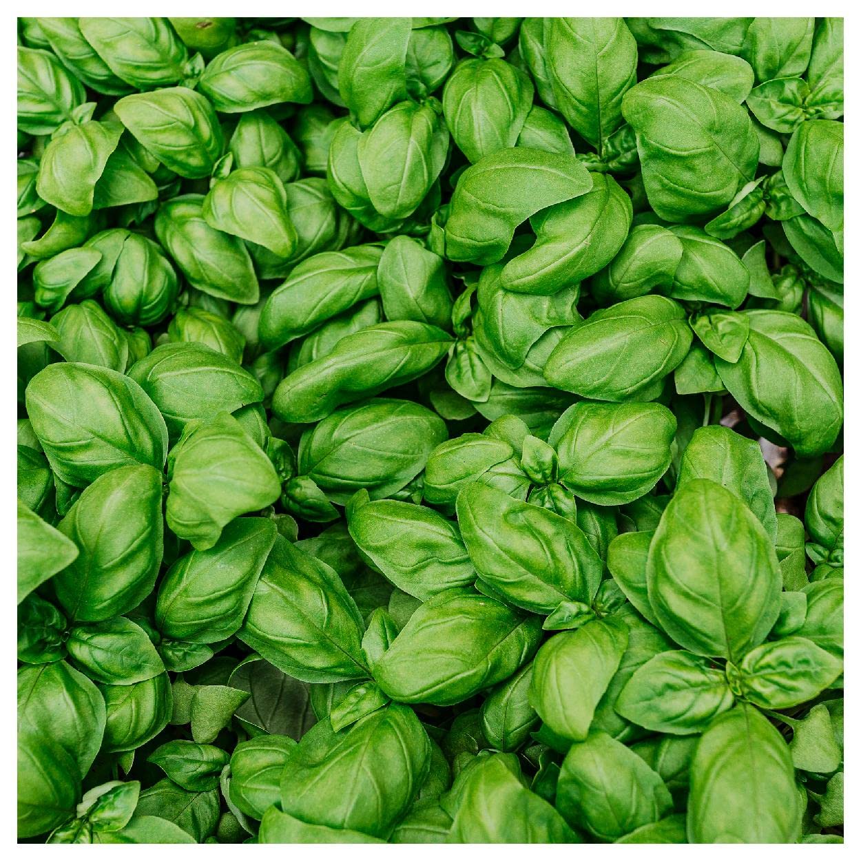 Everwilde Farms - 1/4 Lb Italian Large Leaf Basil Herb Seeds - Non-GMO, Heirloom - Gold Vault Packaging - Perfect for Home Gardening, Cooking & Fresh Herbs