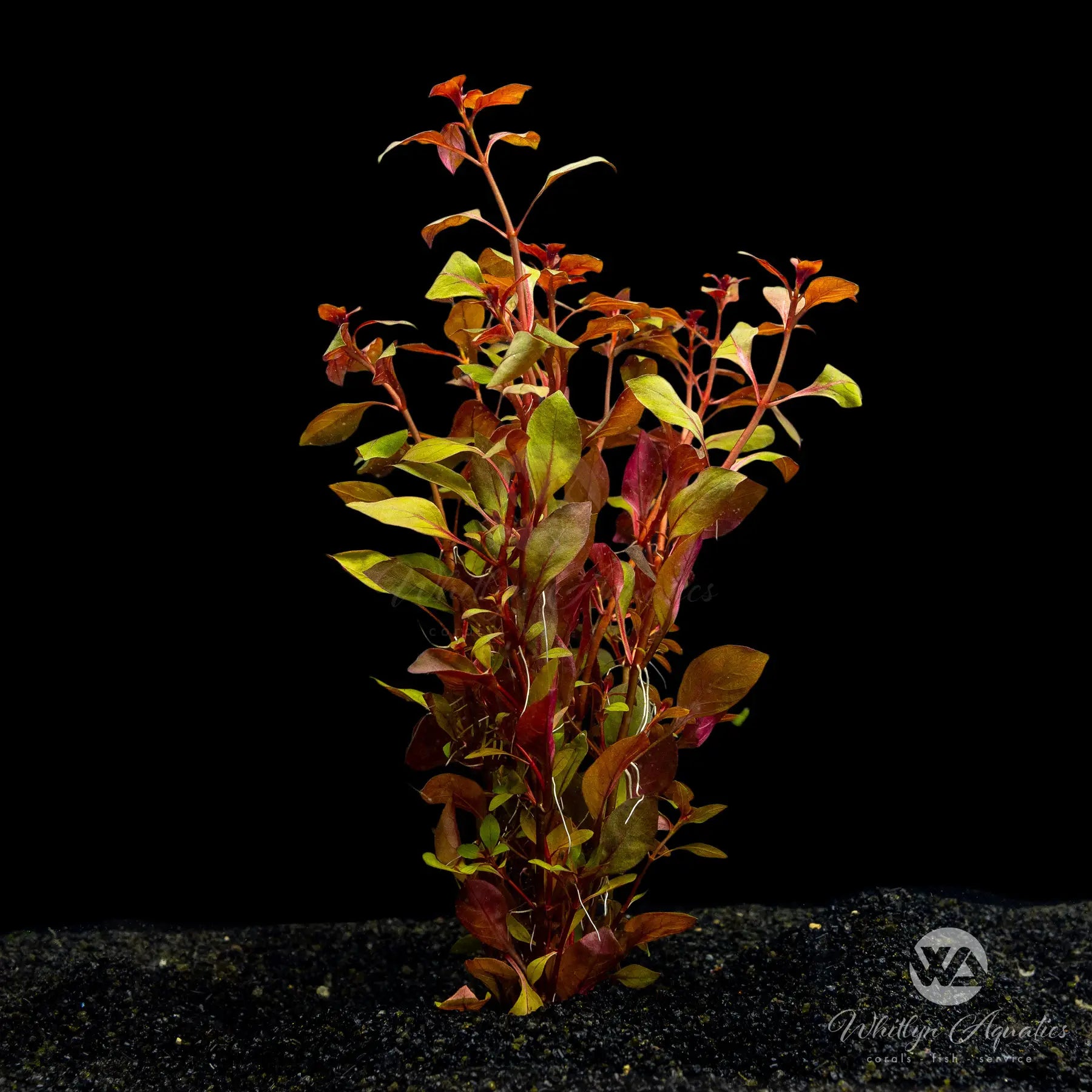 Ludwigia Palustris Super Red Aquatic Plant - Live Freshwater Aquarium Plant for Fish Tanks, Ponds & Aquascaping | Perfect for Beginners & Advanced Hobbyists