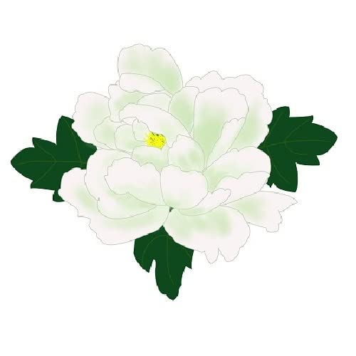White Peony