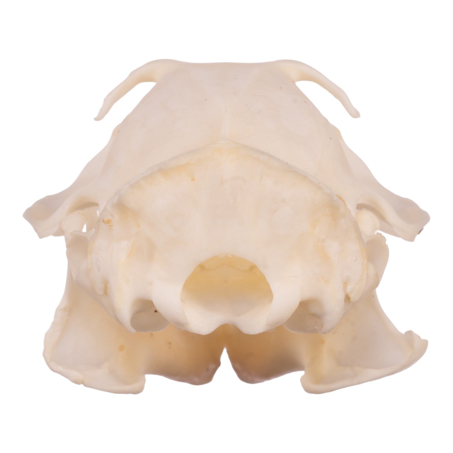 Authentic Ground Squirrel Skull Specimen - Taxidermy, Science Education & Oddity Collection - Perfect for Biology Study, Gothic Decor & Natural History Displays
