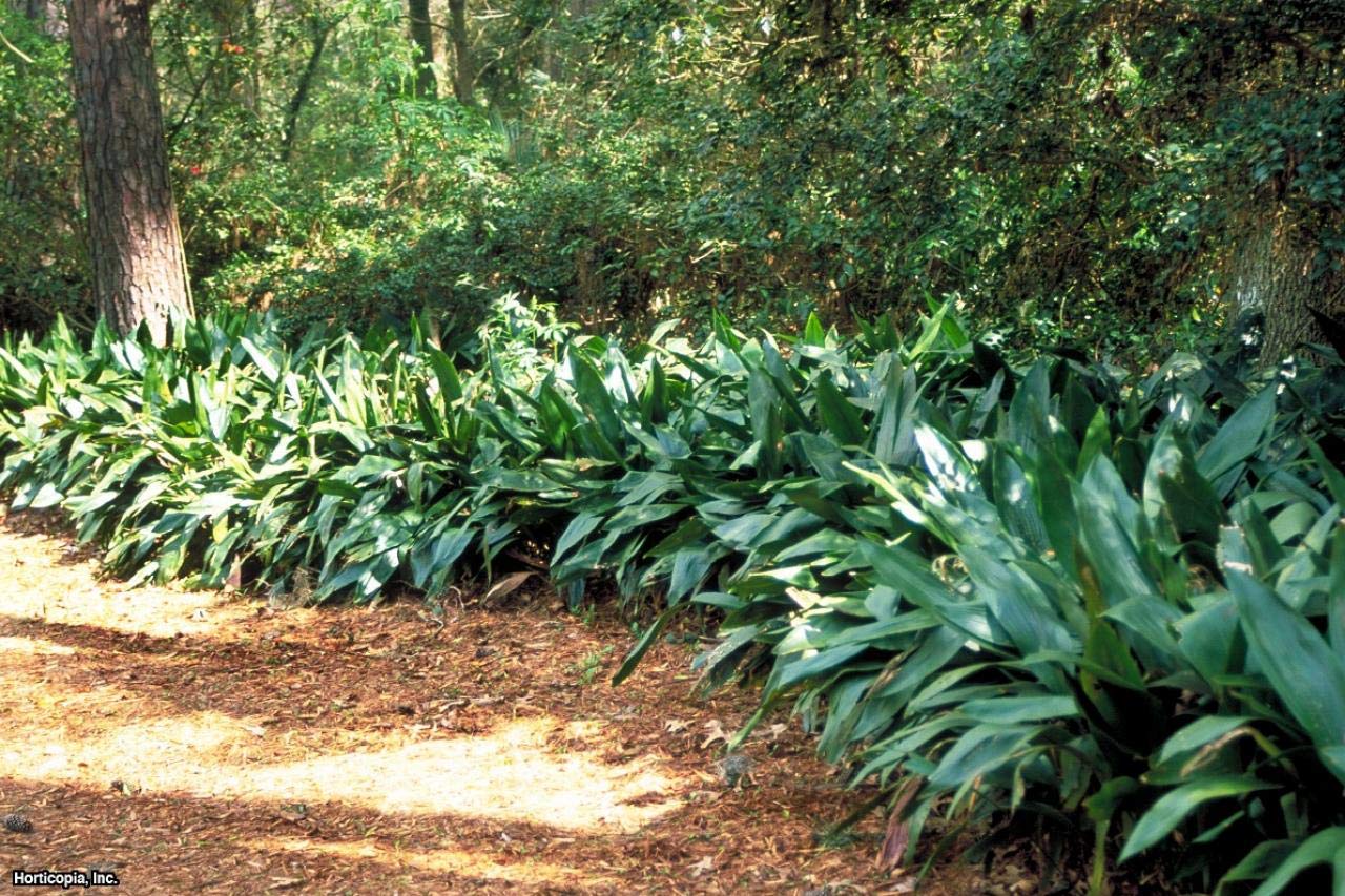 Cast Iron Plant (Aspidistra Elatior) - 3 Live Plants in 6 Inch Pots - Low Maintenance Indoor & Outdoor Houseplant - Perfect for Home, Office, and Garden Decor