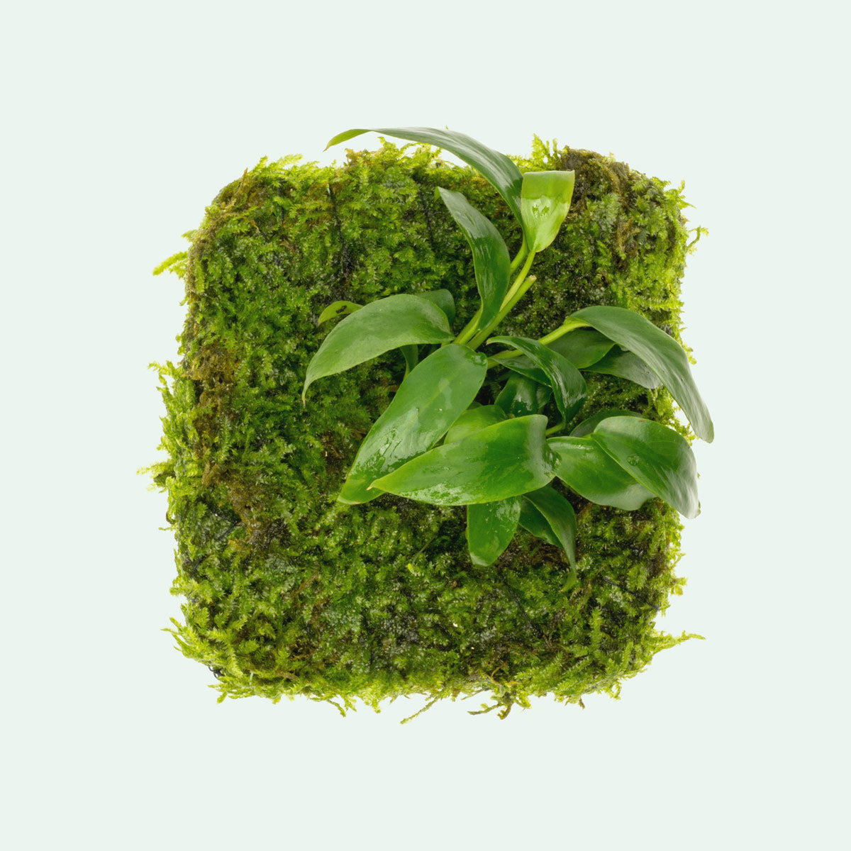Anubias Minima Moss Fiber Mat for Aquarium - Live Aquatic Plant Carpet for Fish Tank Decor, Freshwater Plant Substrate | Perfect for Shrimp Tanks, Nano Aquascaping & Natural Aquarium Landscaping
