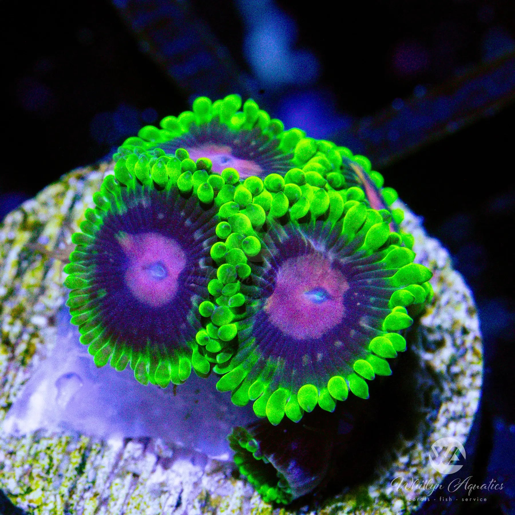 A18 Scarlet Fever Zoa Coral - WYSIWYG Live Coral for Saltwater Aquariums | Perfect for Reef Tanks & Marine Displays