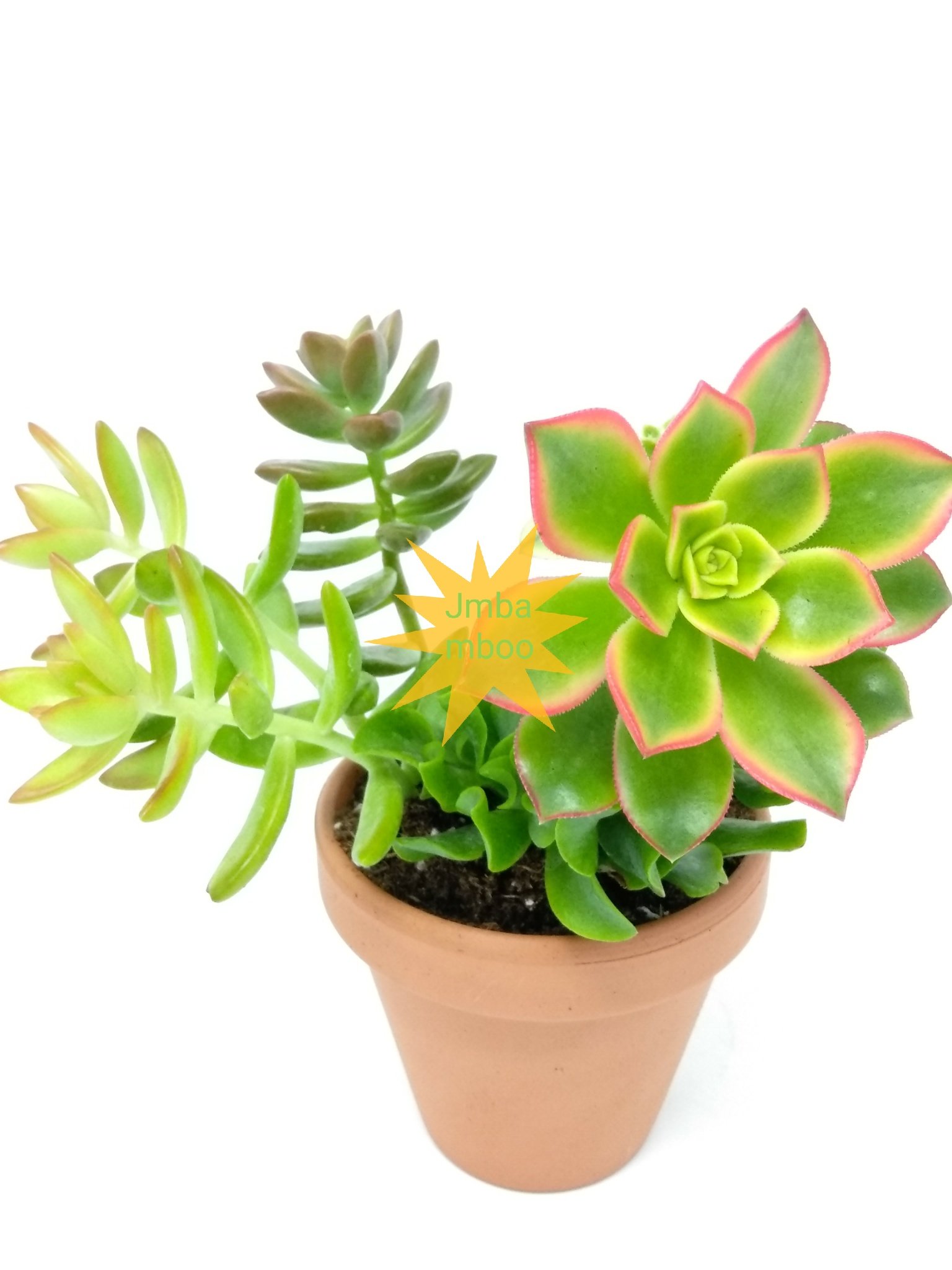 Jmbamboo Unique Succulent Plants Set with 4'' Clay Pot - Perfect for Home Decor, Office Desk & Gift Giving