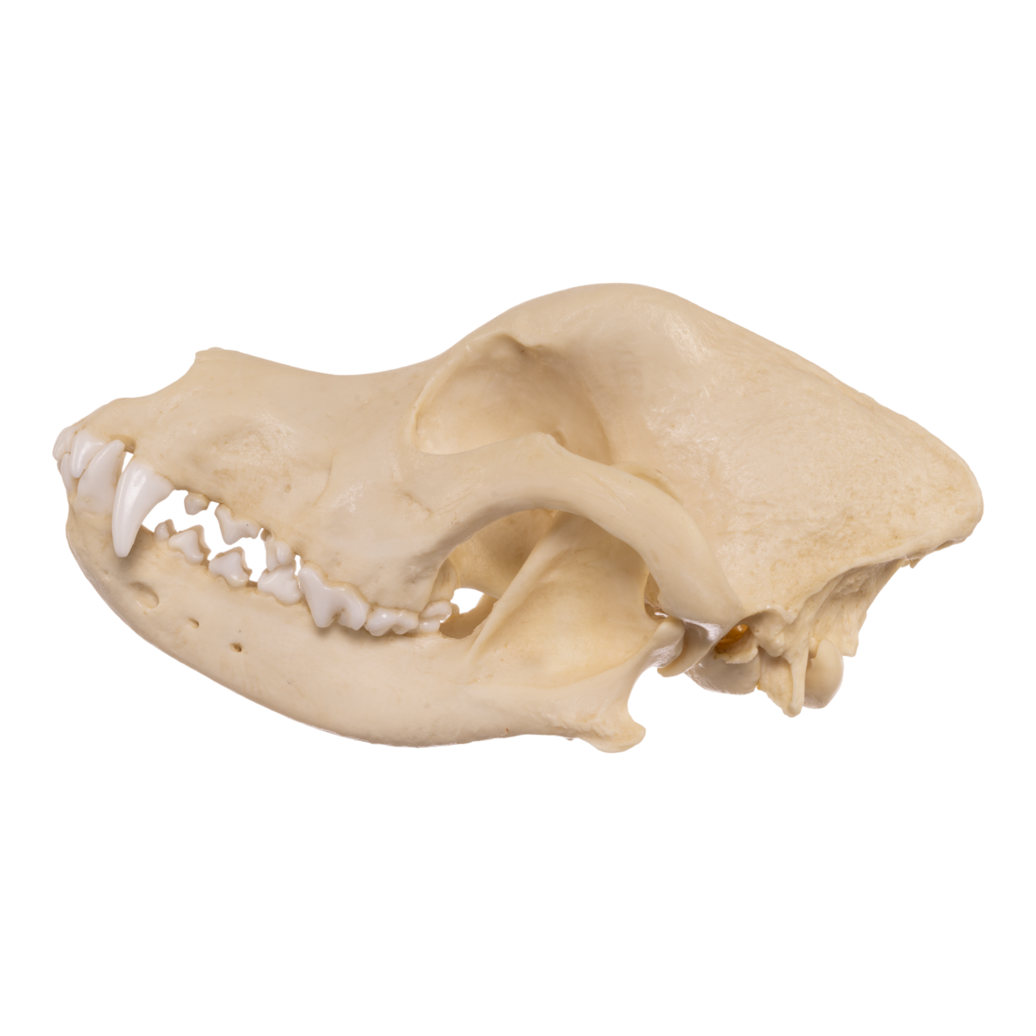 Authentic Replica Rottweiler Dog Skull - Realistic Canine Anatomy Model for Veterinary Study, Halloween Decor, and Horror Movie Props