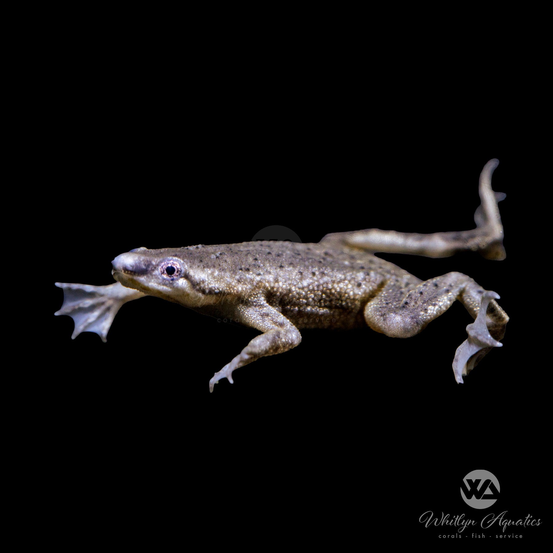 African Dwarf Frog (Hymenochirus boettgeri) - Live Aquatic Pet for Freshwater Aquariums | Perfect for Home, Office & Classroom Tanks