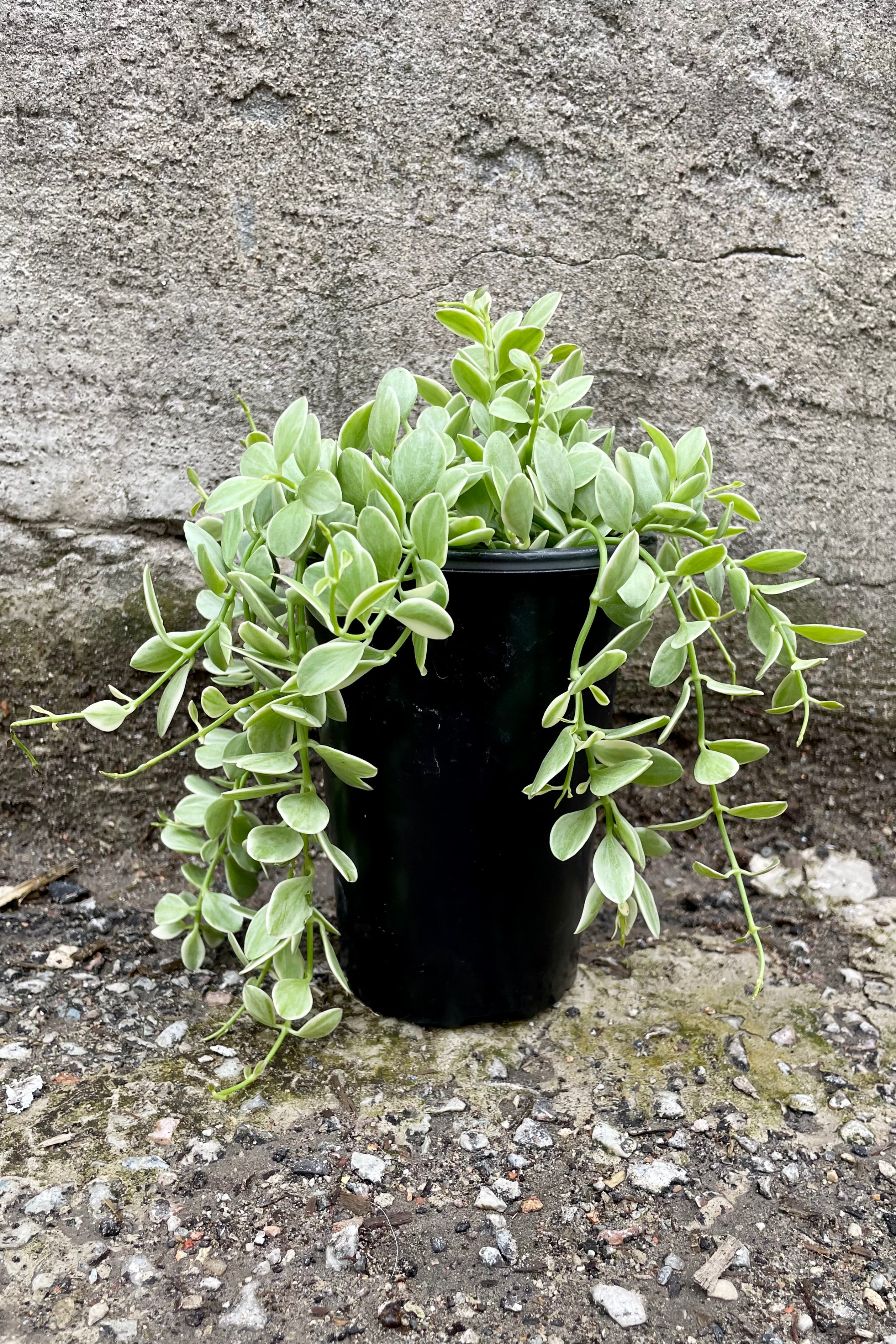 Variegated Dischidia 'Cascade' Hanging Plant - 4 Inch Pot | Unique Trailing Houseplant for Home Decor, Office & Indoor Gardens